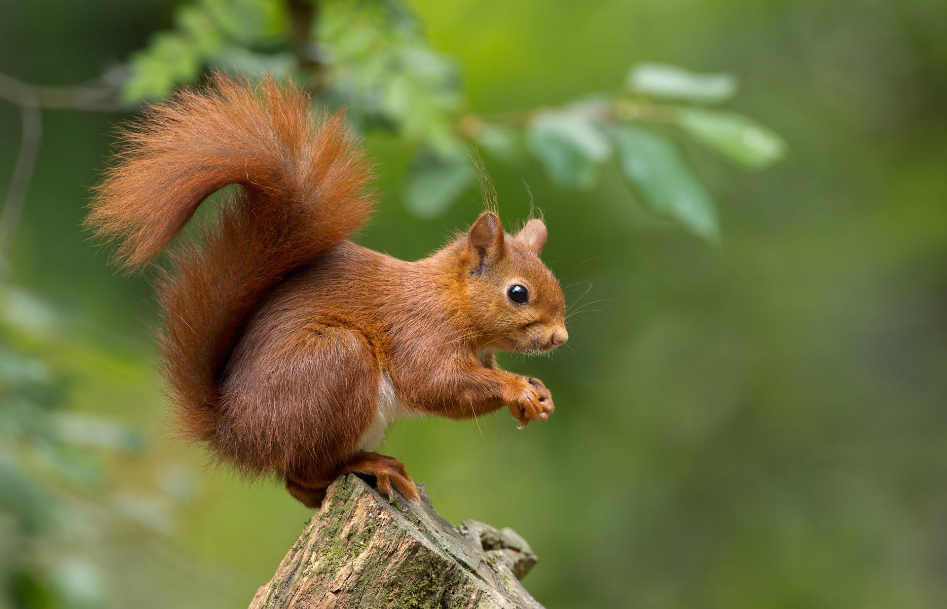 A squirrel in the autumn forest a squirrel in nature in an autumn park cute  squirrel - Stock Image - Everypixel