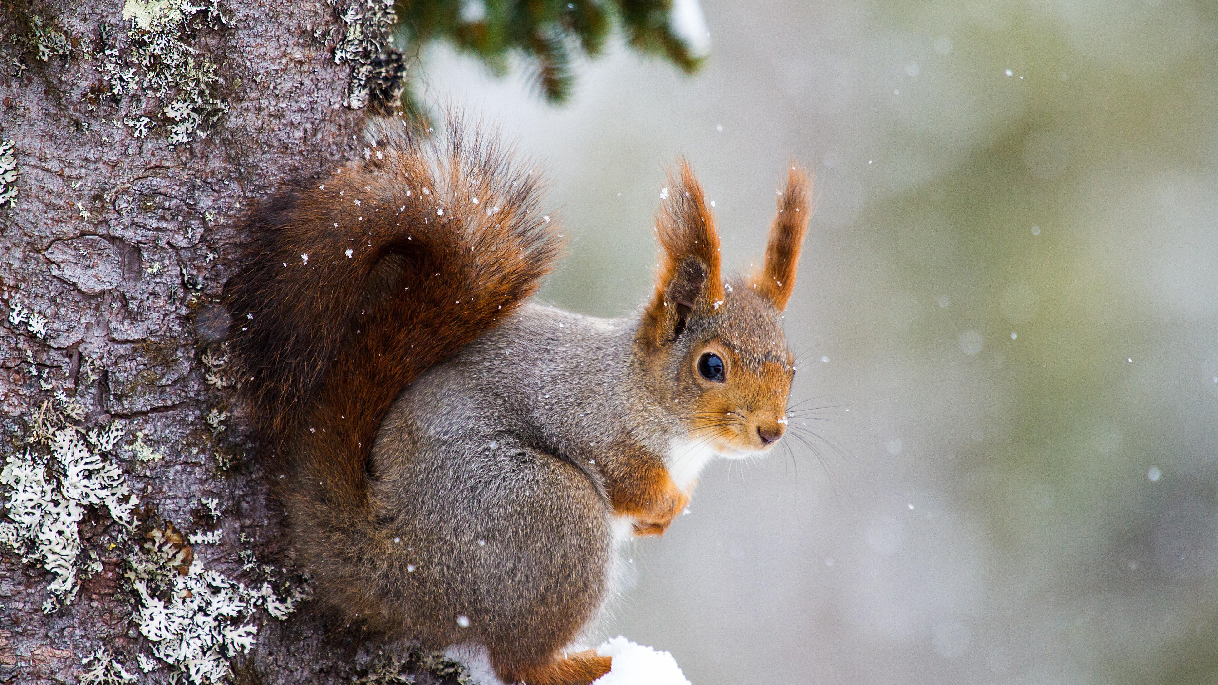 Wallpaper squirrel, cute animals, winter, 5k, Animals