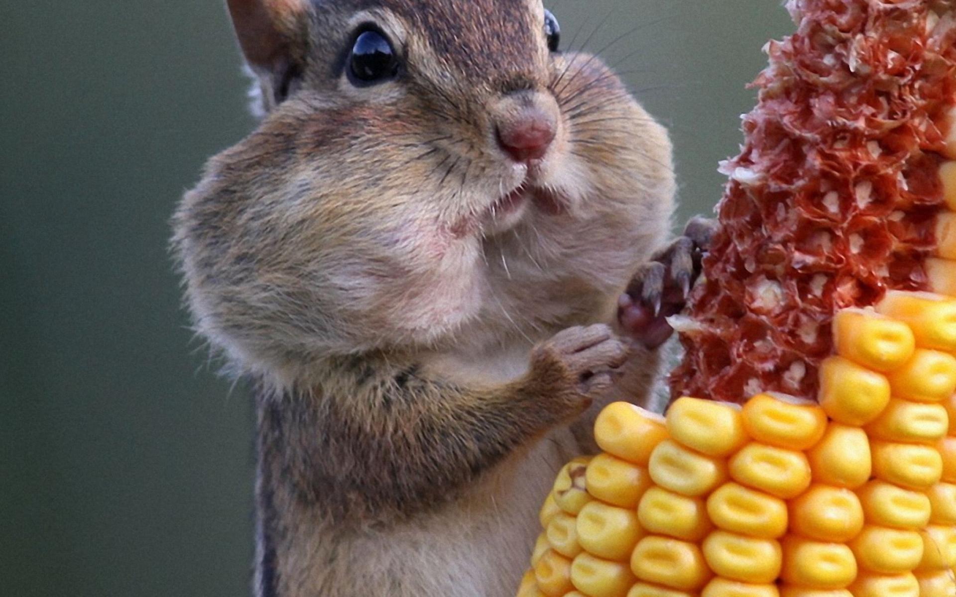 Squirrel Wallpaper 13 X 2048