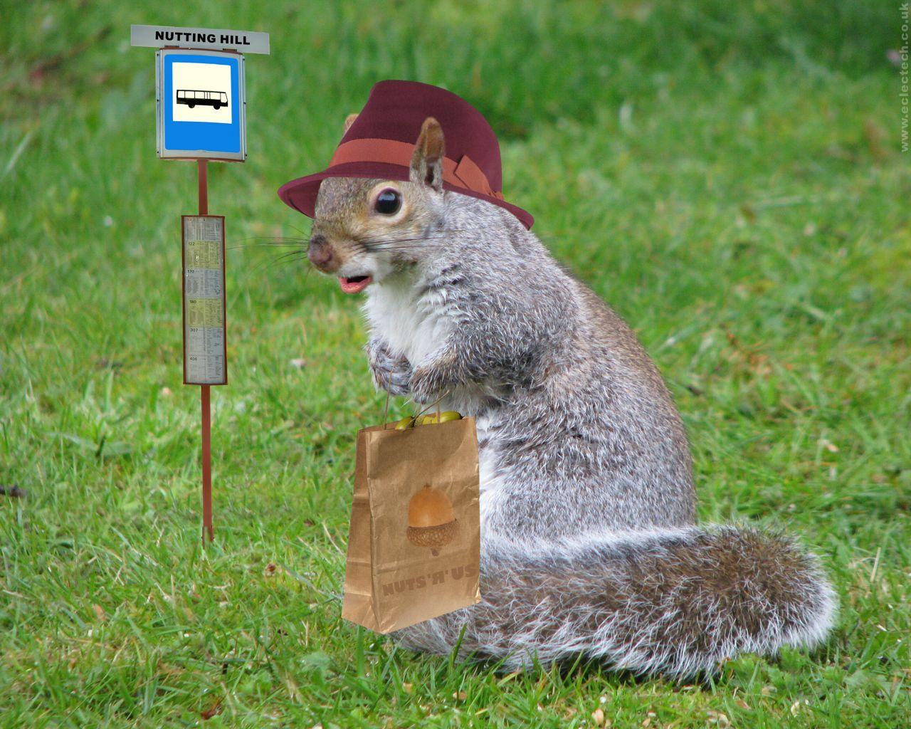 Free Animal Wallpaper: New Squirrel Wallpaper. Desktop pic