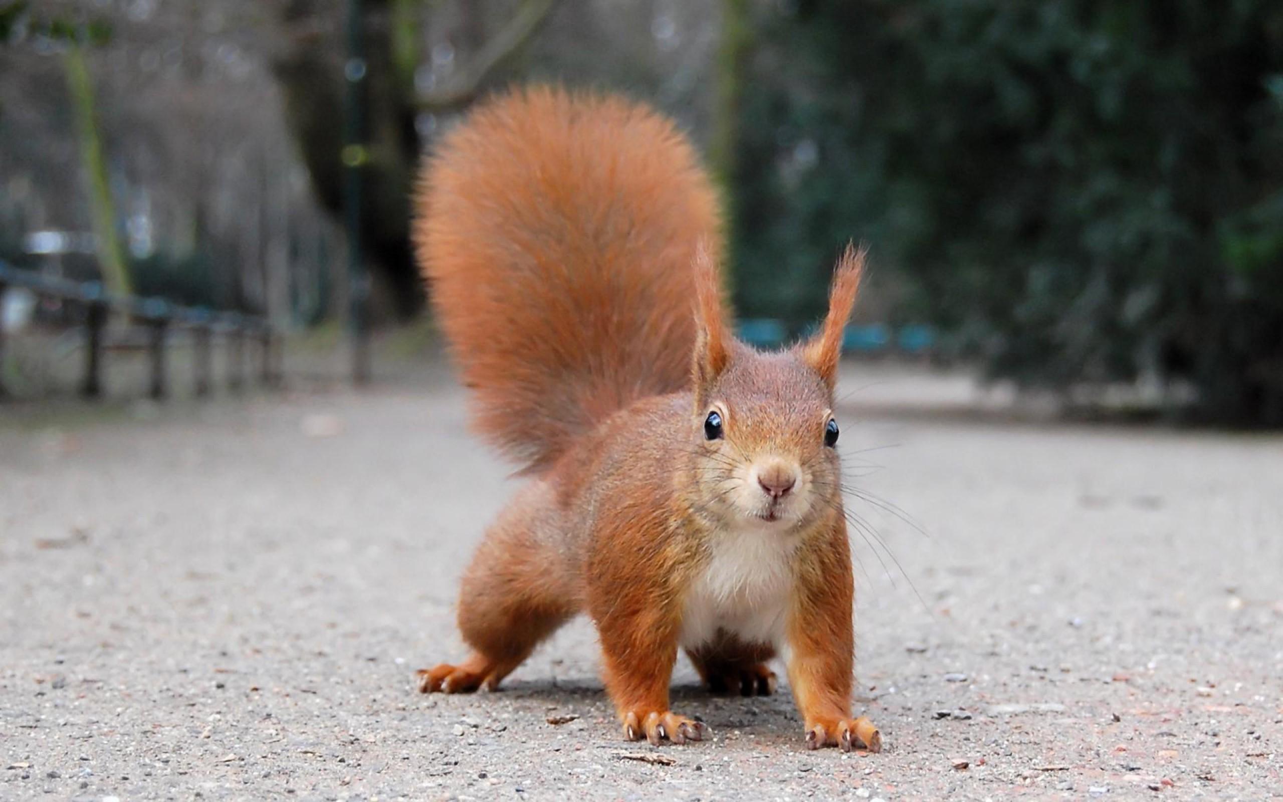 Red Squirrel Animal Photo