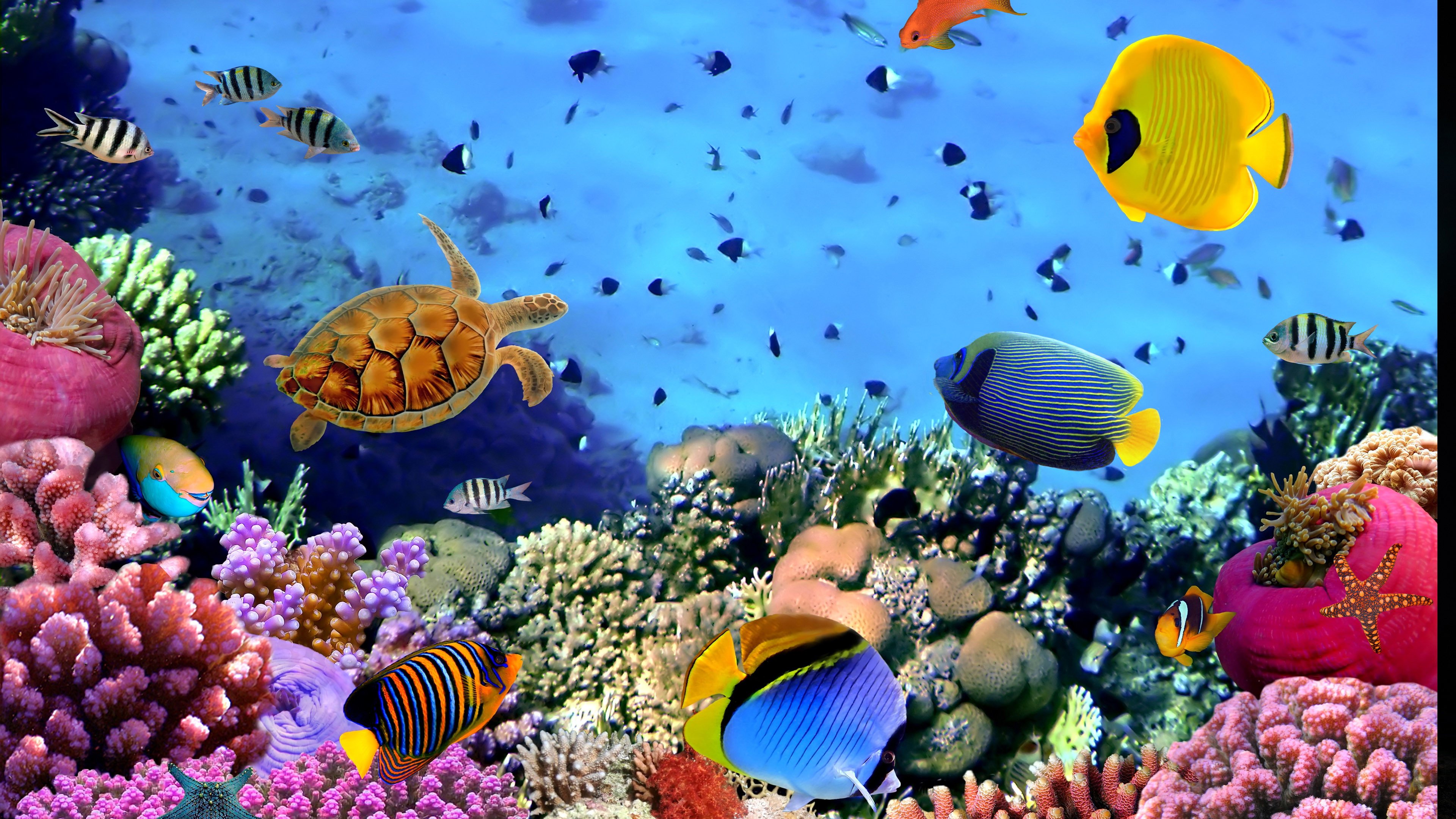 safe live with sound marine aquarium screensavers