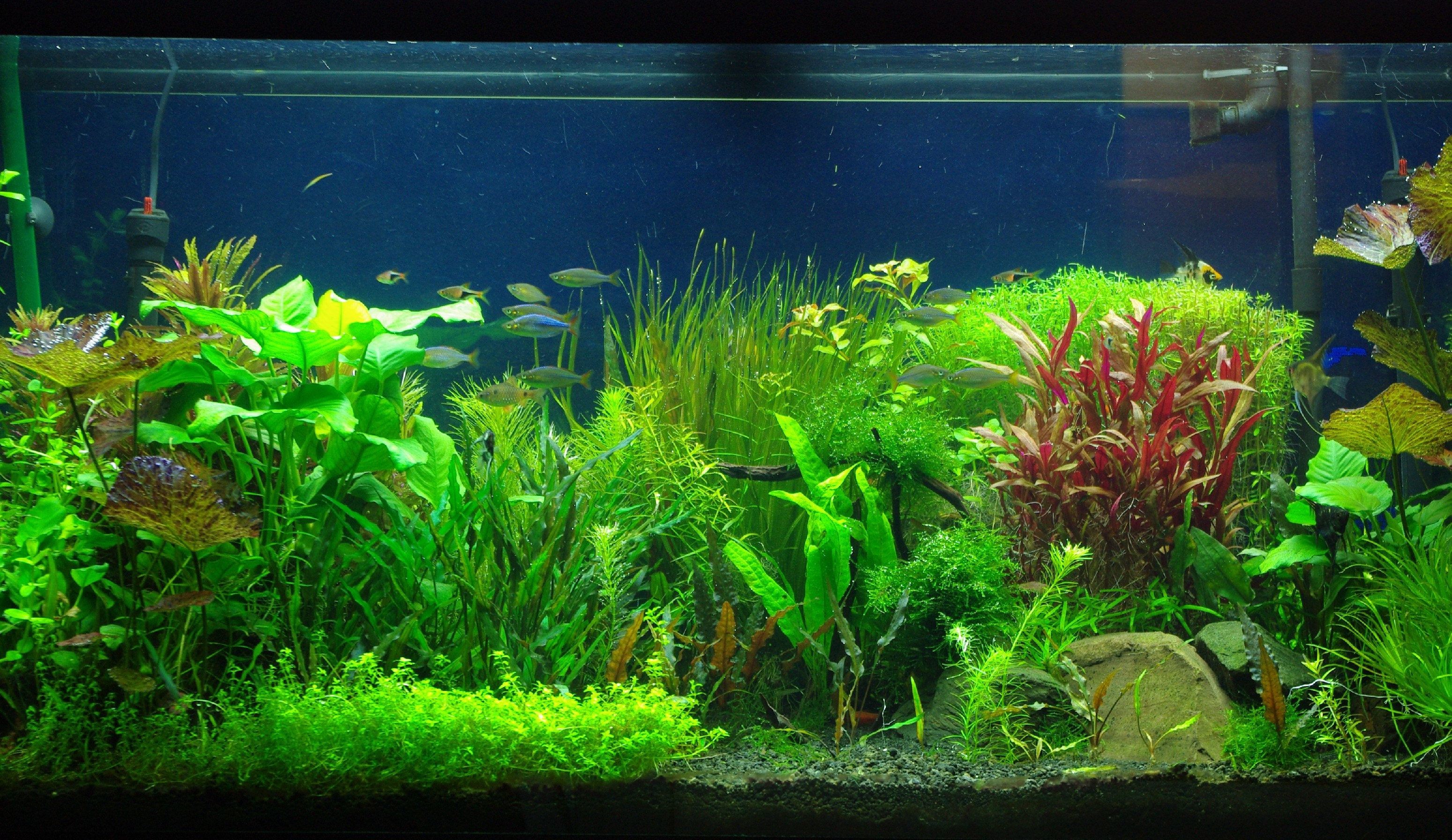 Dream Aquarium Video Wallpaper Mahatalk