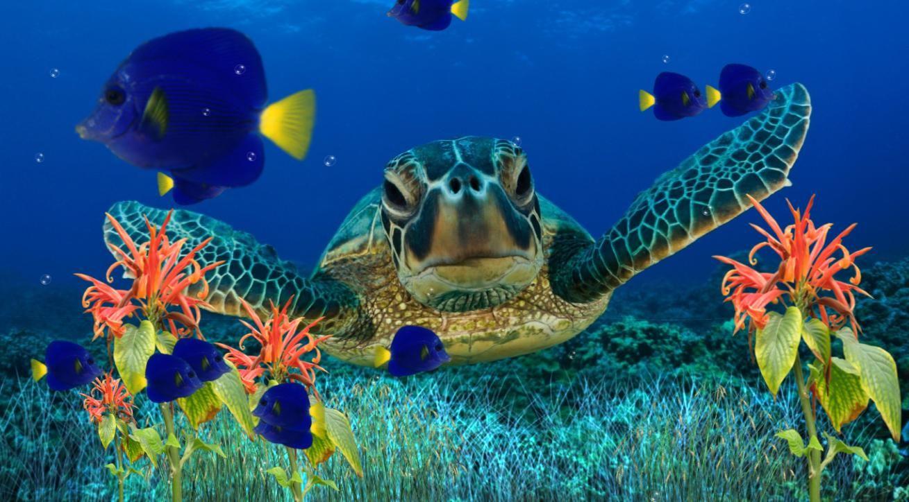 Moving Aquarium Background. Download Now Coral Reef Aquarium