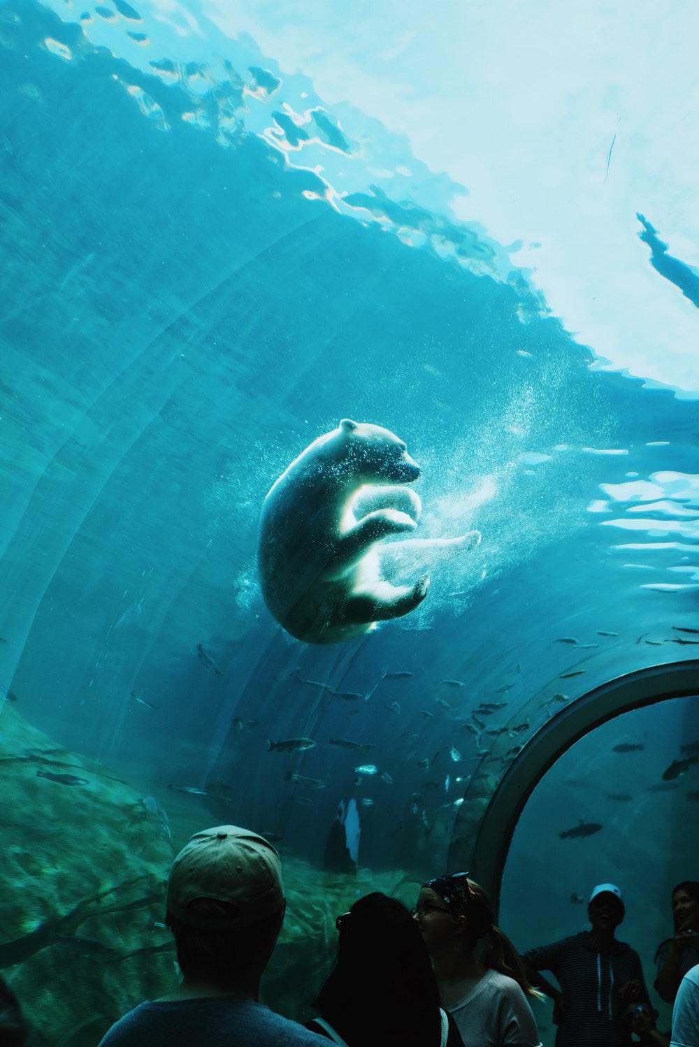 Aquarium Picture [HD]. Download Free Image