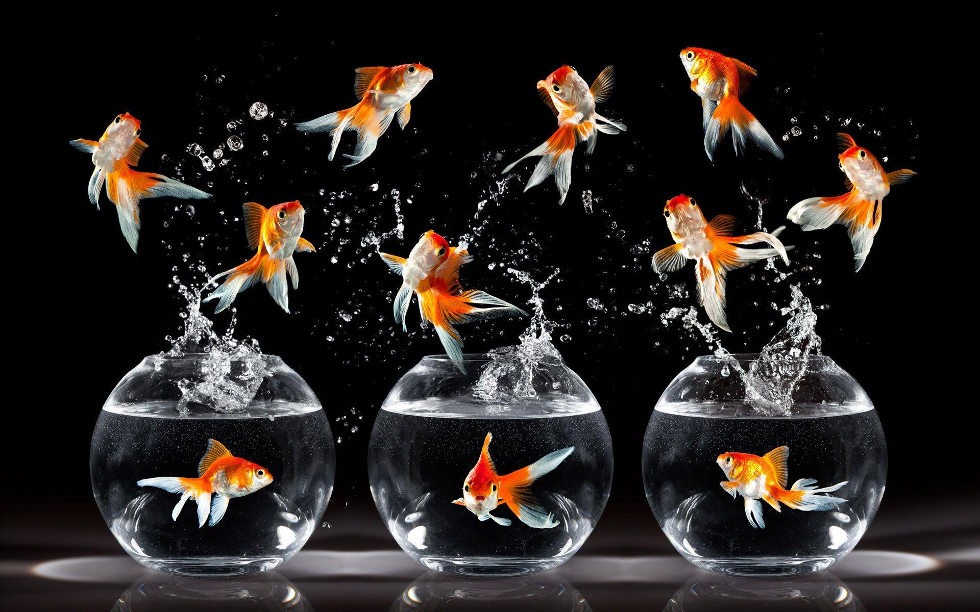 Most Beautiful Desktop Wallpaper of Goldfish