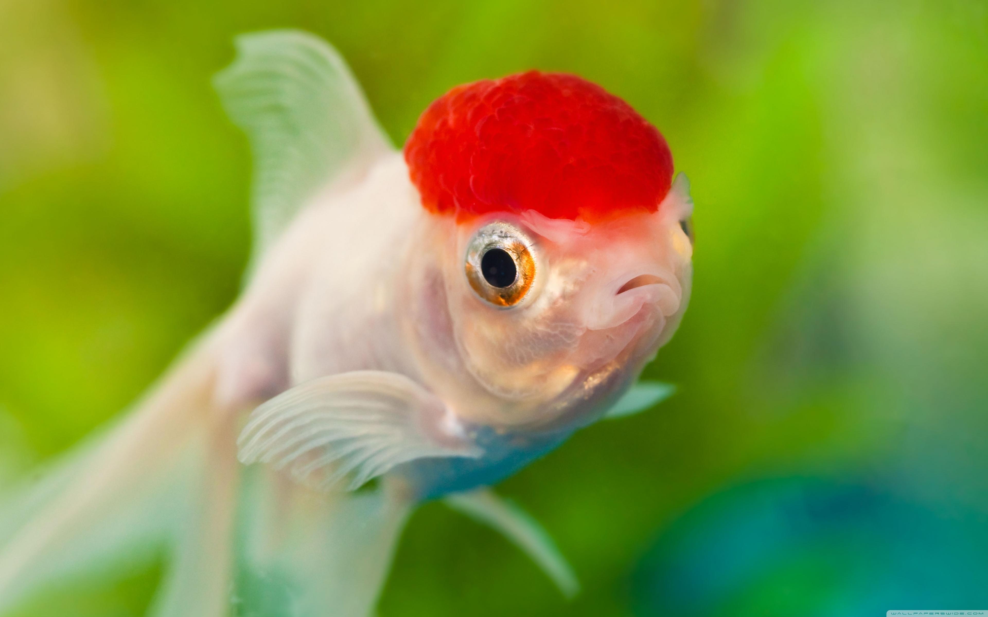 Download The Best Red Cap Oranda Goldfish Wallpaper
