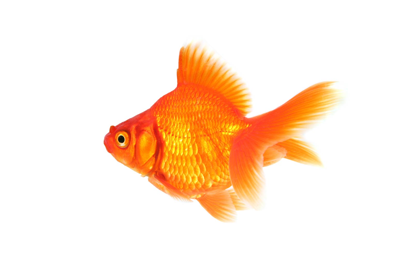 Free Goldfish Wallpaper download