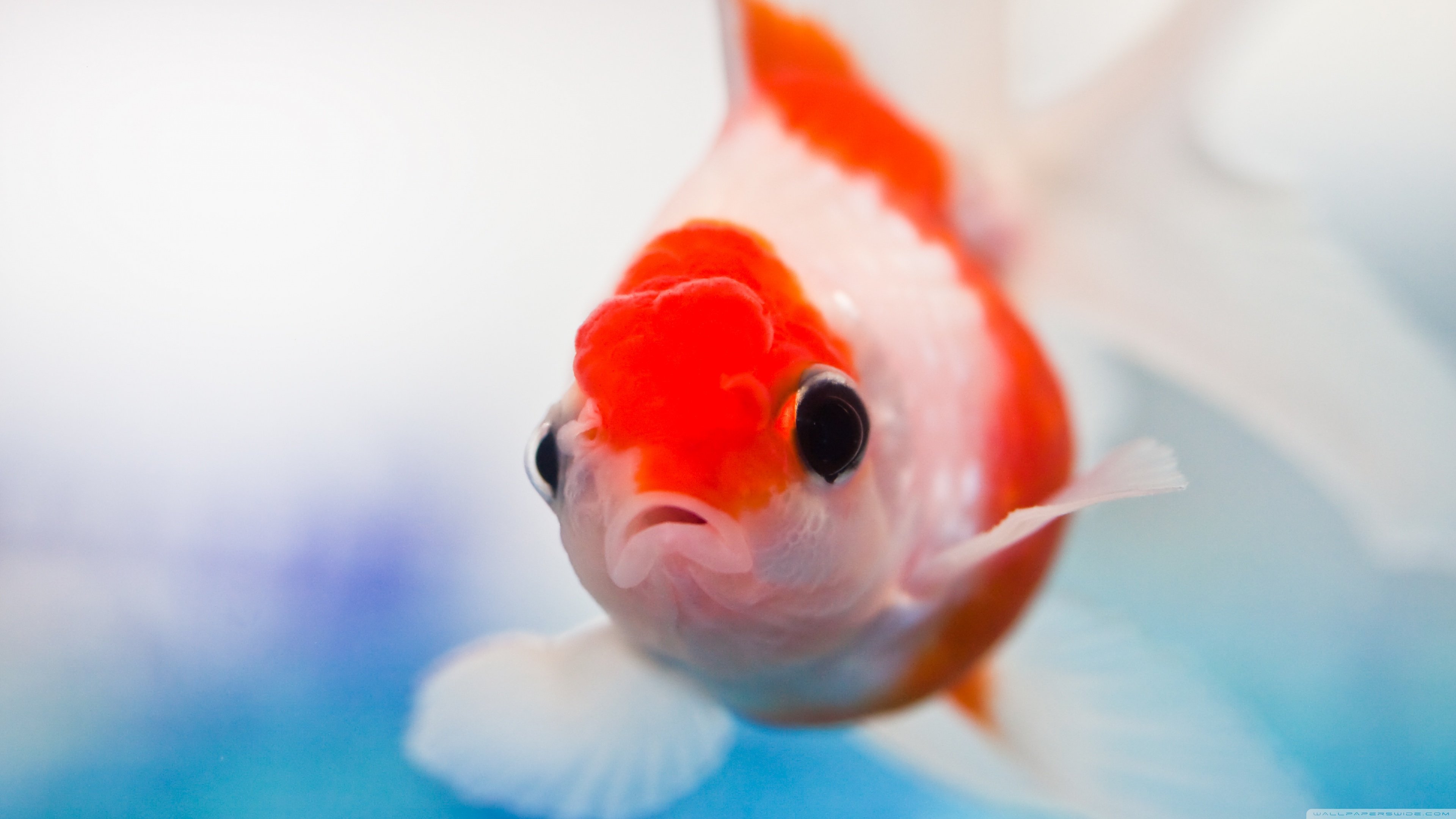 Goldfish Aquarium HD Desktop Wallpaper, Widescreen, High