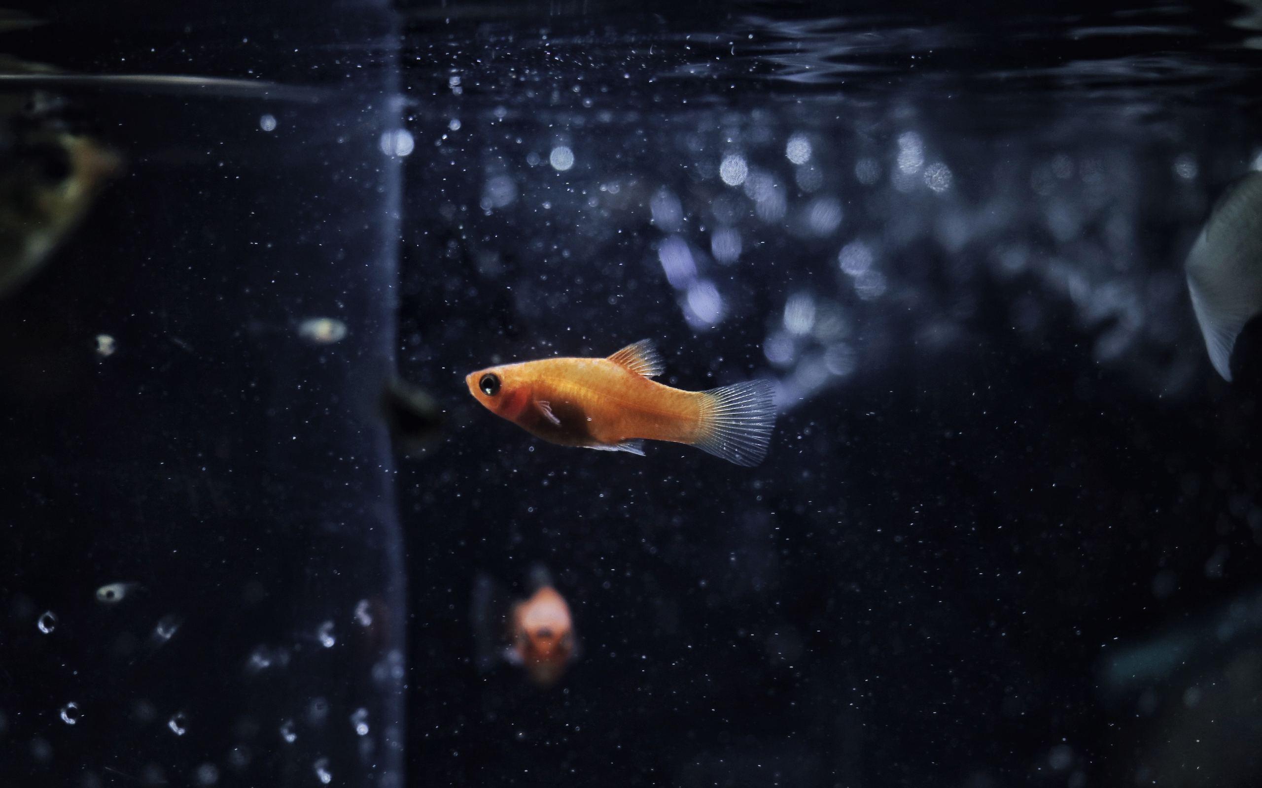 Goldfish 2560x1600 Resolution HD 4k Wallpaper, Image