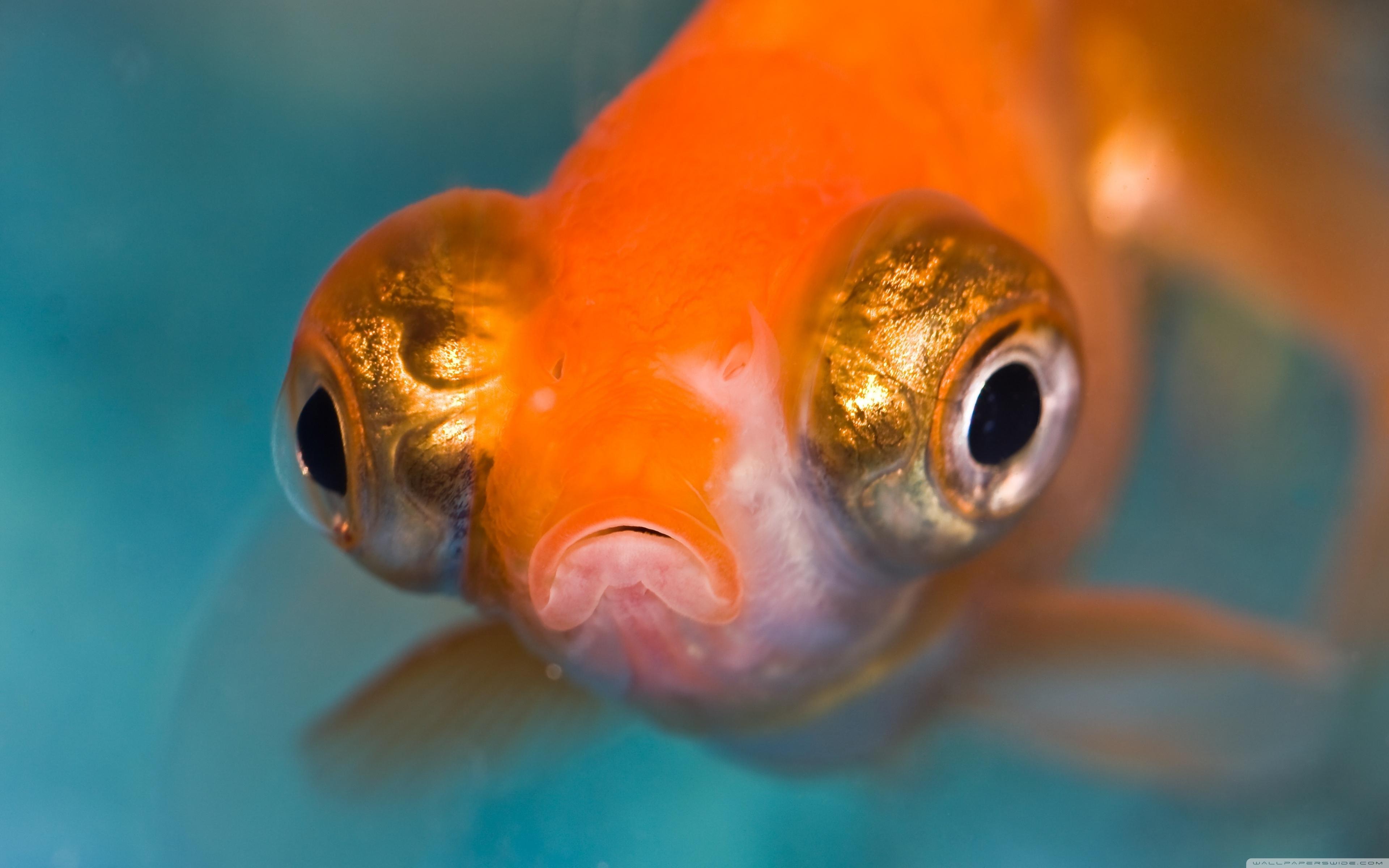 Download Amazing Telescope Goldfish Aquarium Wallpaper