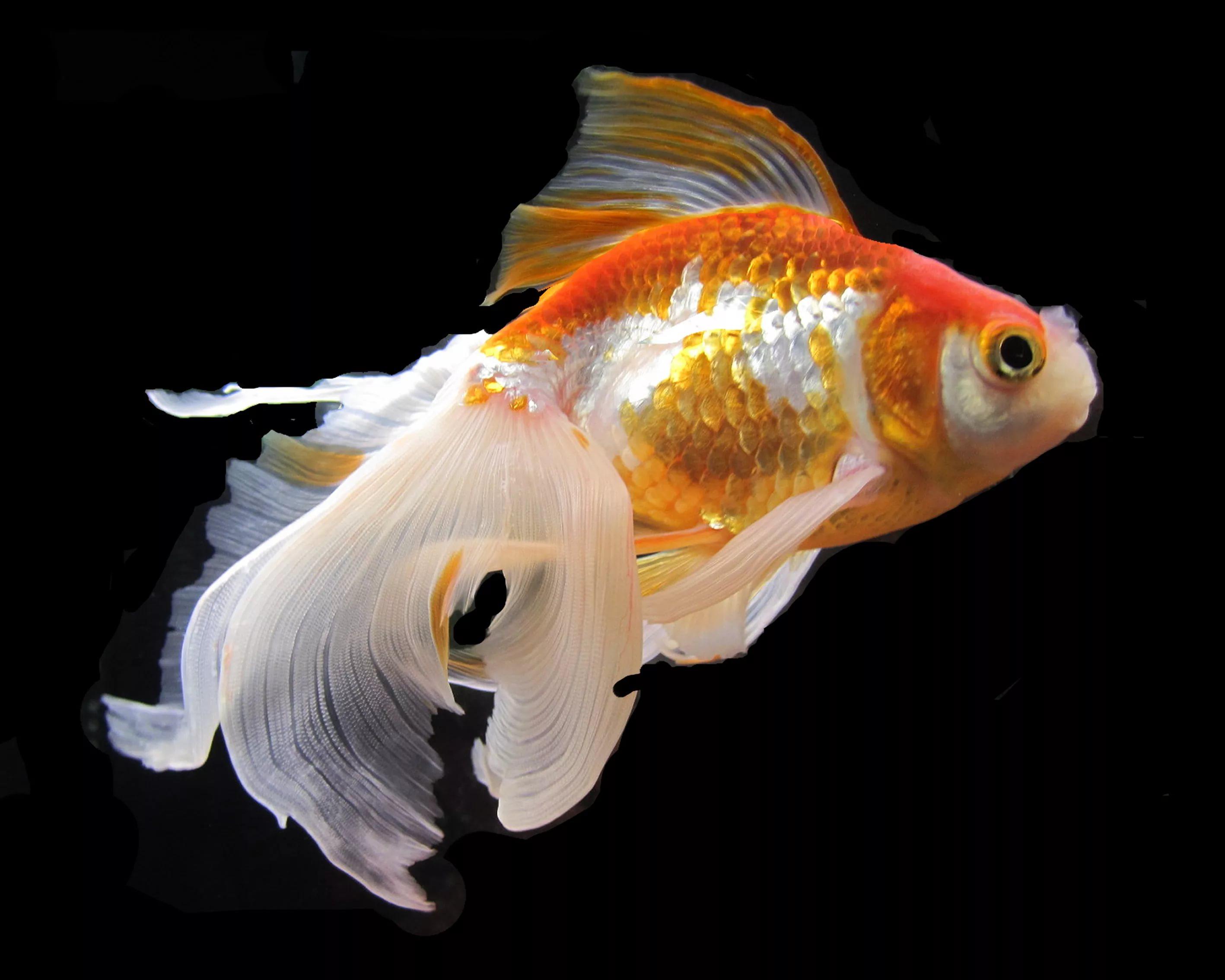 Goldfish HD Wallpaper free