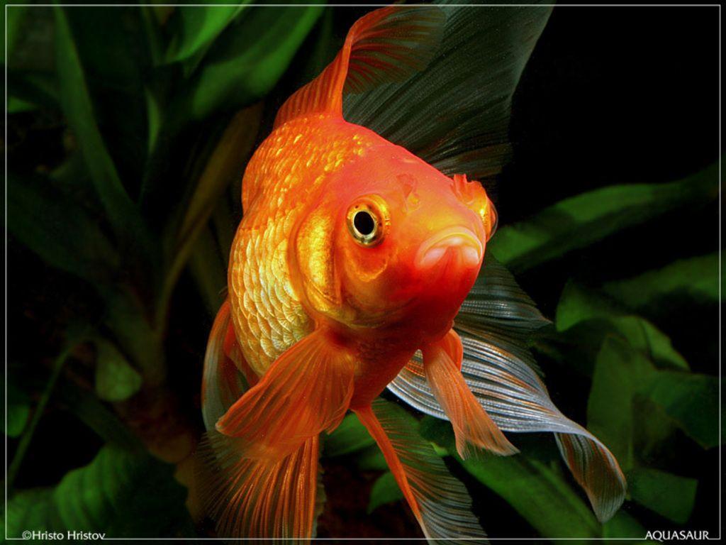 Goldfish Wallpaper, Picture