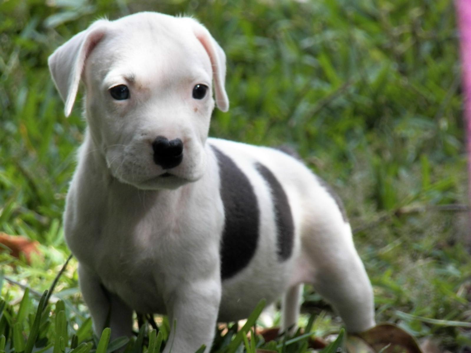 Pitbull Puppies, High Definition, High Quality, Widescreen
