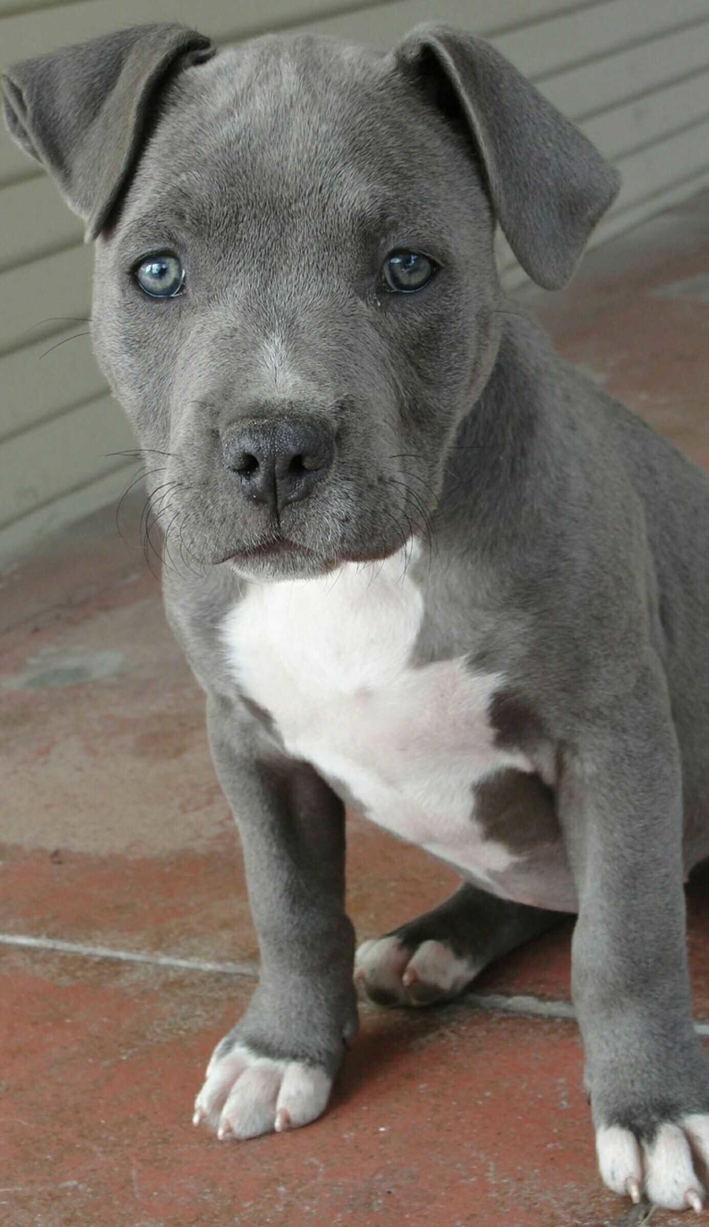 blue nose baby pitbull
