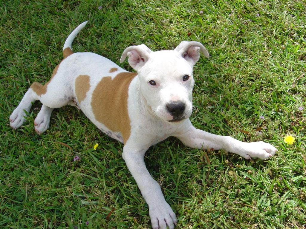 Free download Pit Bull Terrier puppy Wallpaper 1024 x 768 Wallpaper [1024x768] for your Desktop, Mobile & Tablet. Explore Baby Pitbull Wallpaper. Pitbull Wallpaper Free