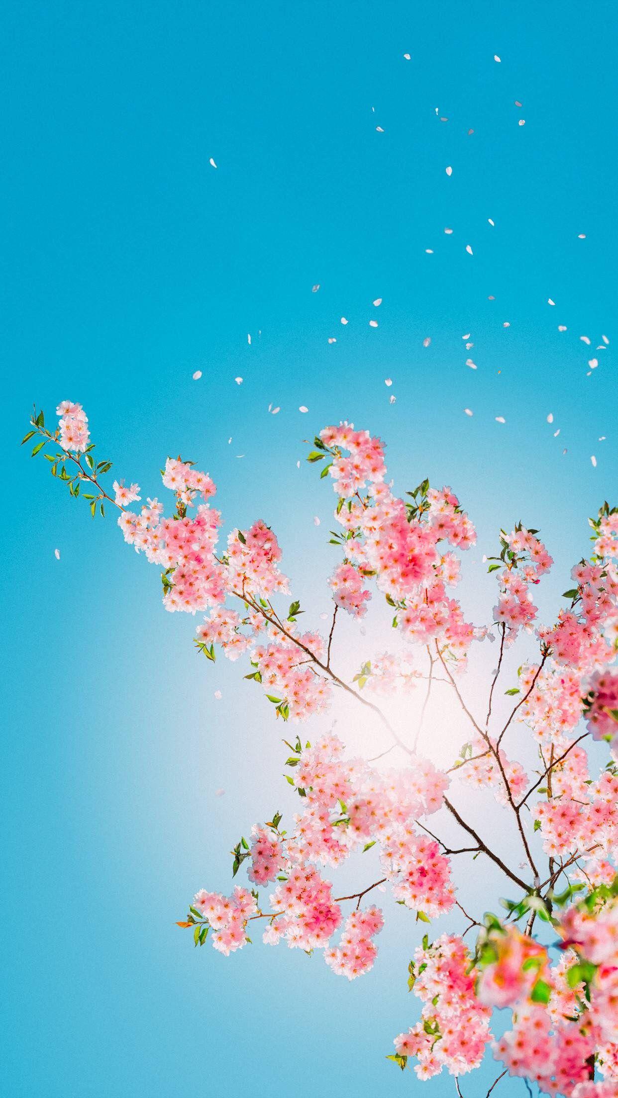 Wallpaper // Cherry Spring Day. Floral. iPhone wallpaper