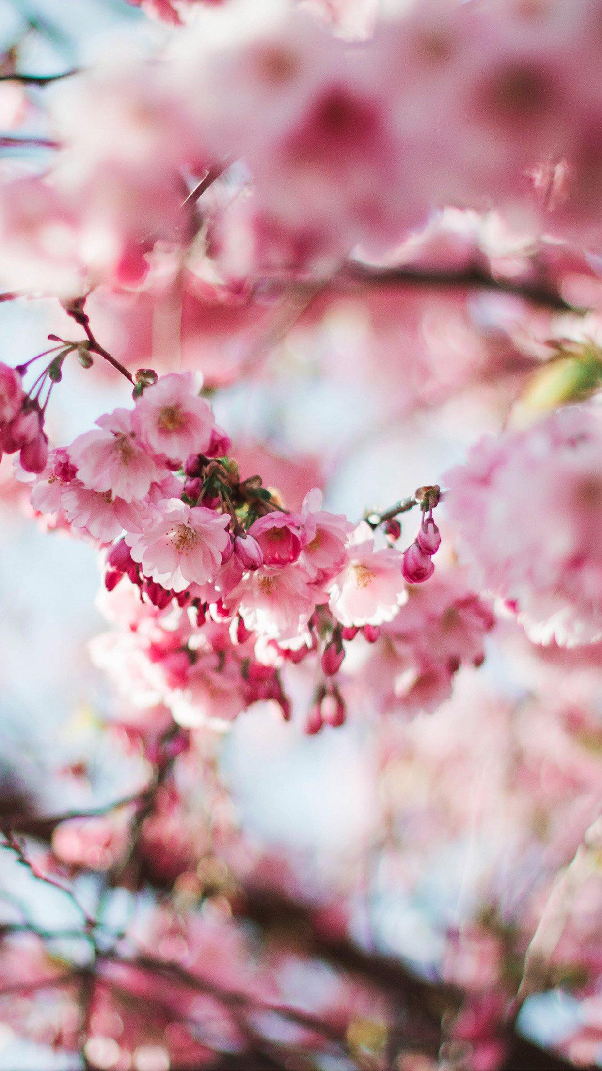 I Love Papers. spring cherry blossom tree flower pink nature