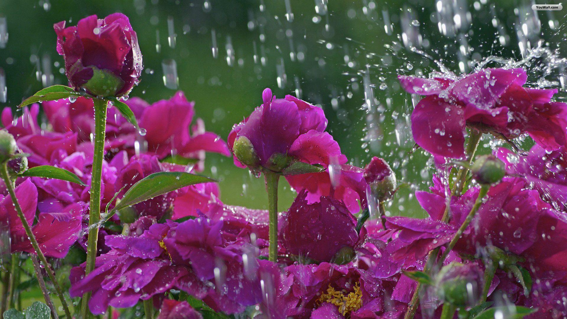 Spring Rain Wallpaper High Definition Free Download. Fleurs
