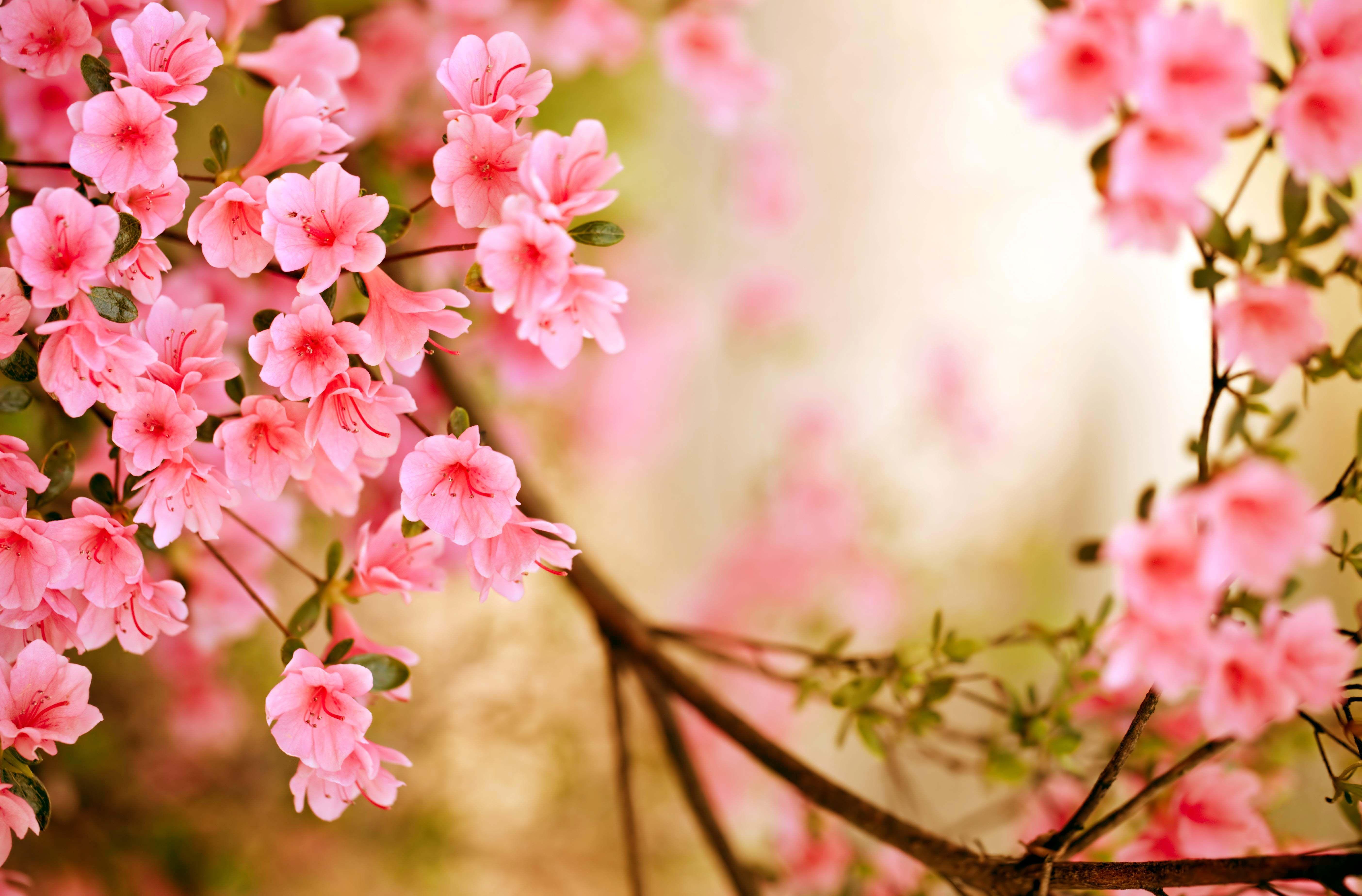 Spring Season Wallpaper Monodomo. Spring flowers image