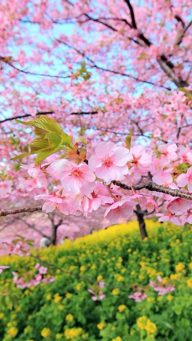 Sakura Park Wallpaper. Beautiful flowers wallpaper