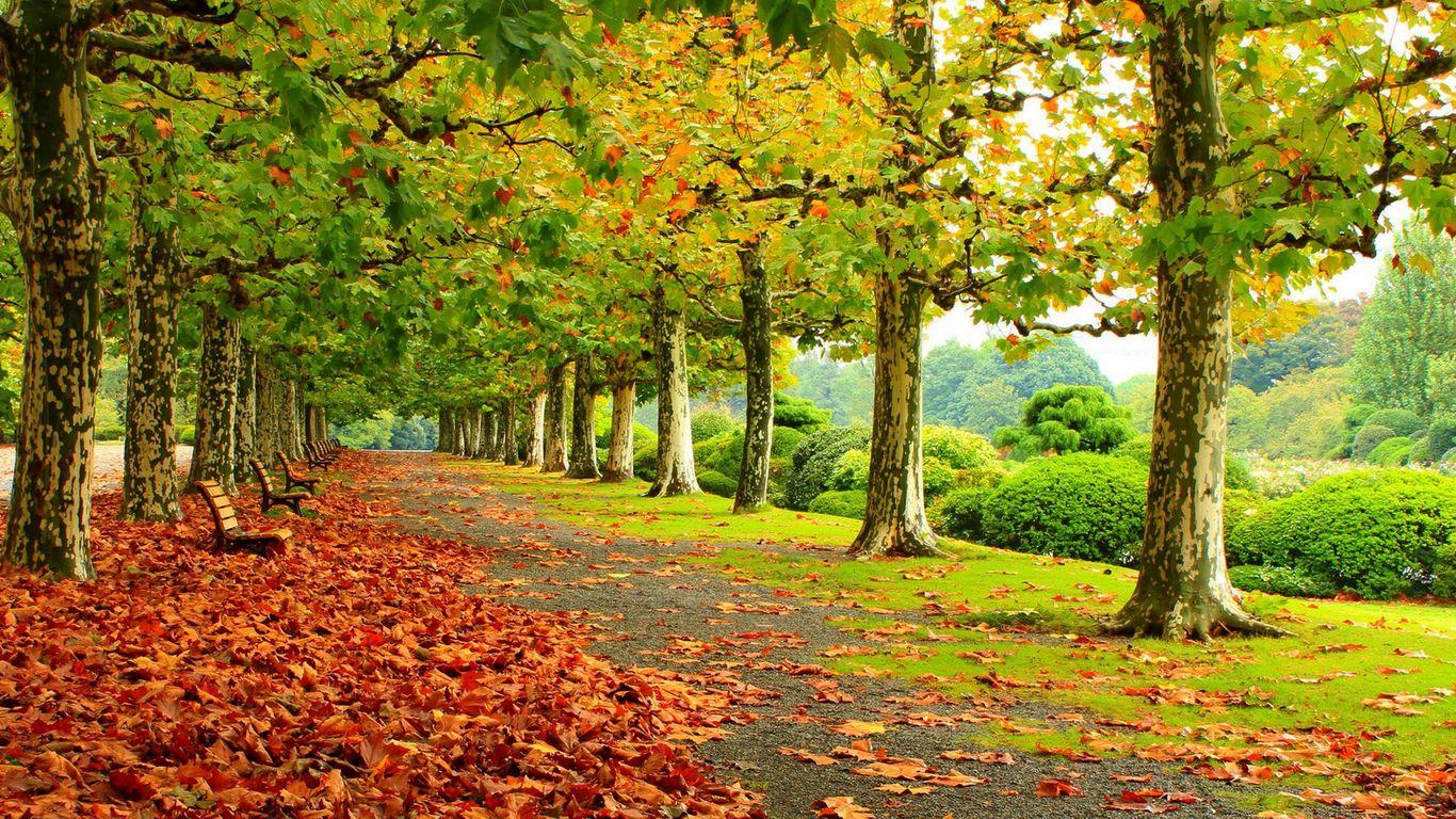 Autumn Park Wallpaper