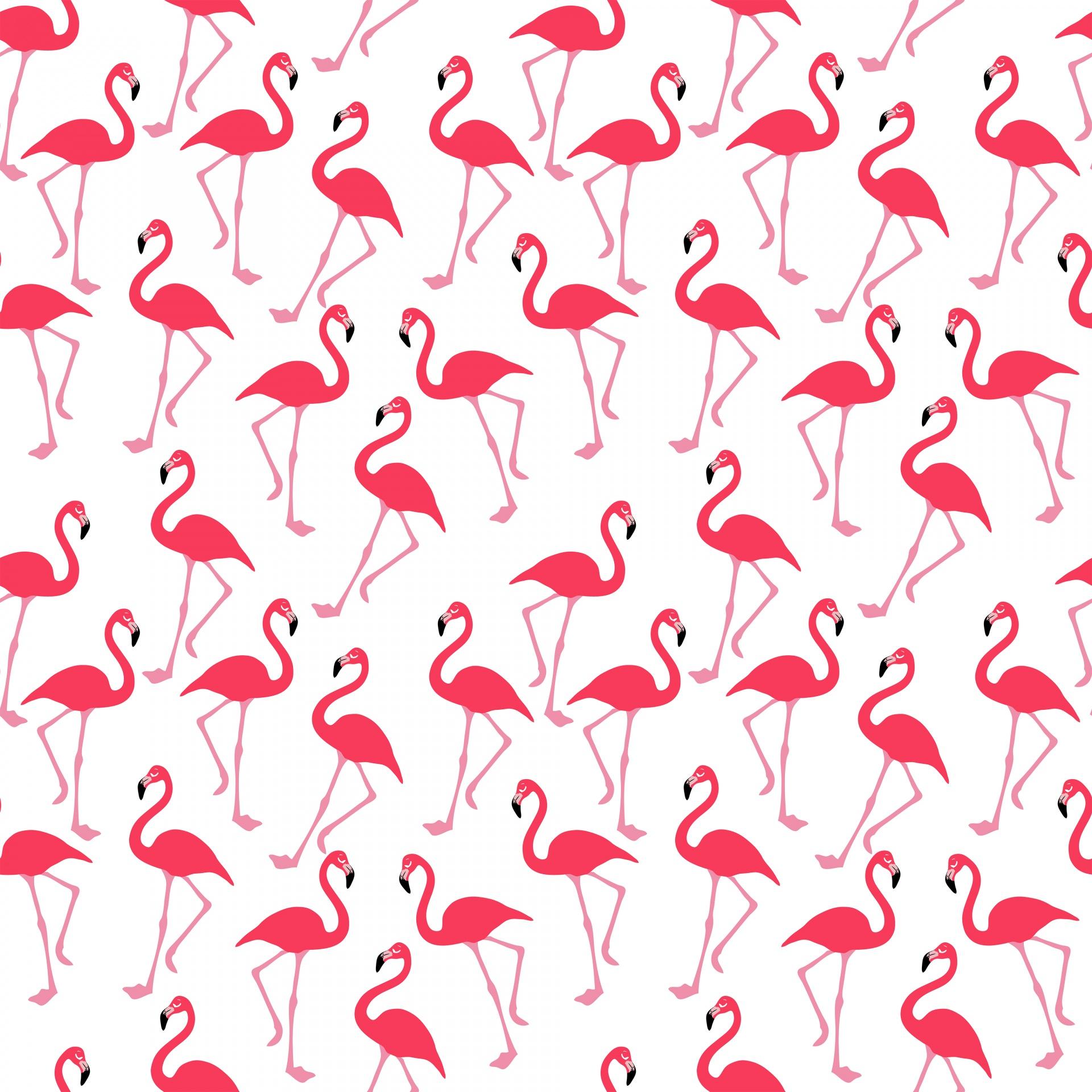 Flamingo Wallpaper 11 X 1920