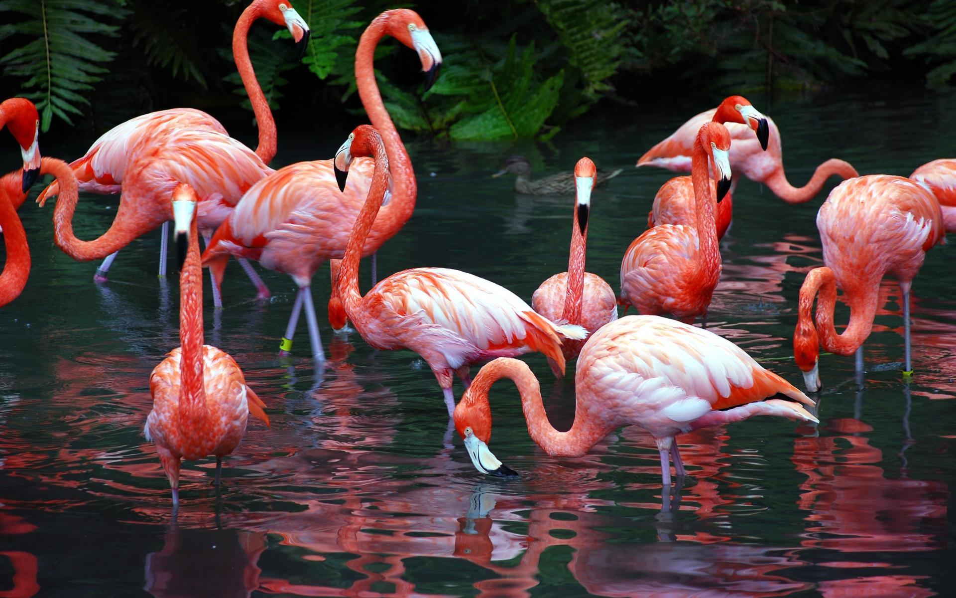 Flamingos torrent download ride along 2016 torrent