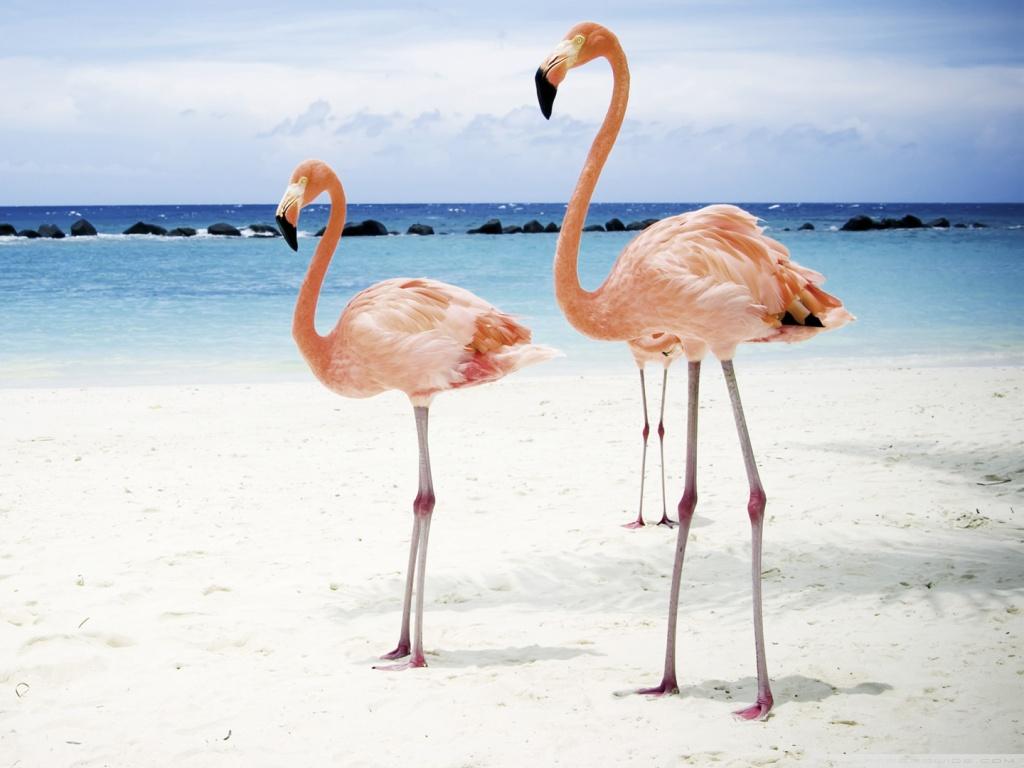 Flamingo Walpper. Download Free Wallpaper