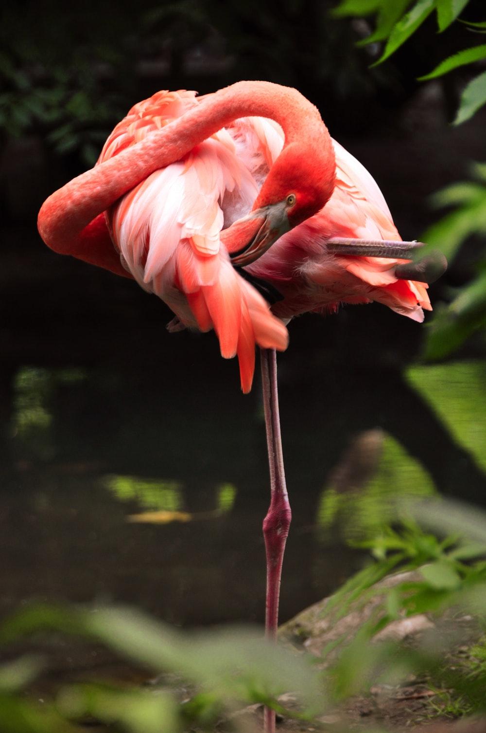 Pink Flamingo Picture [HD]. Download Free Image