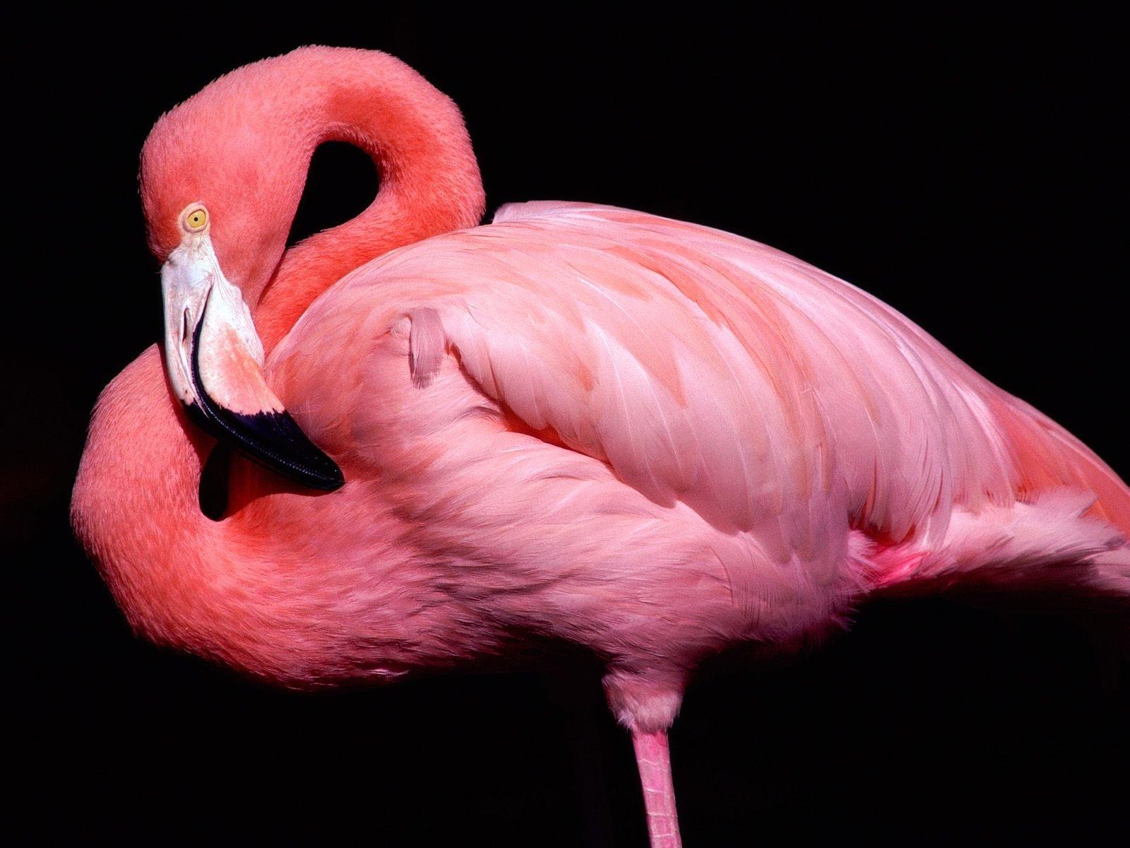 Flamingo Bird Image Free HD Wallpaper Download