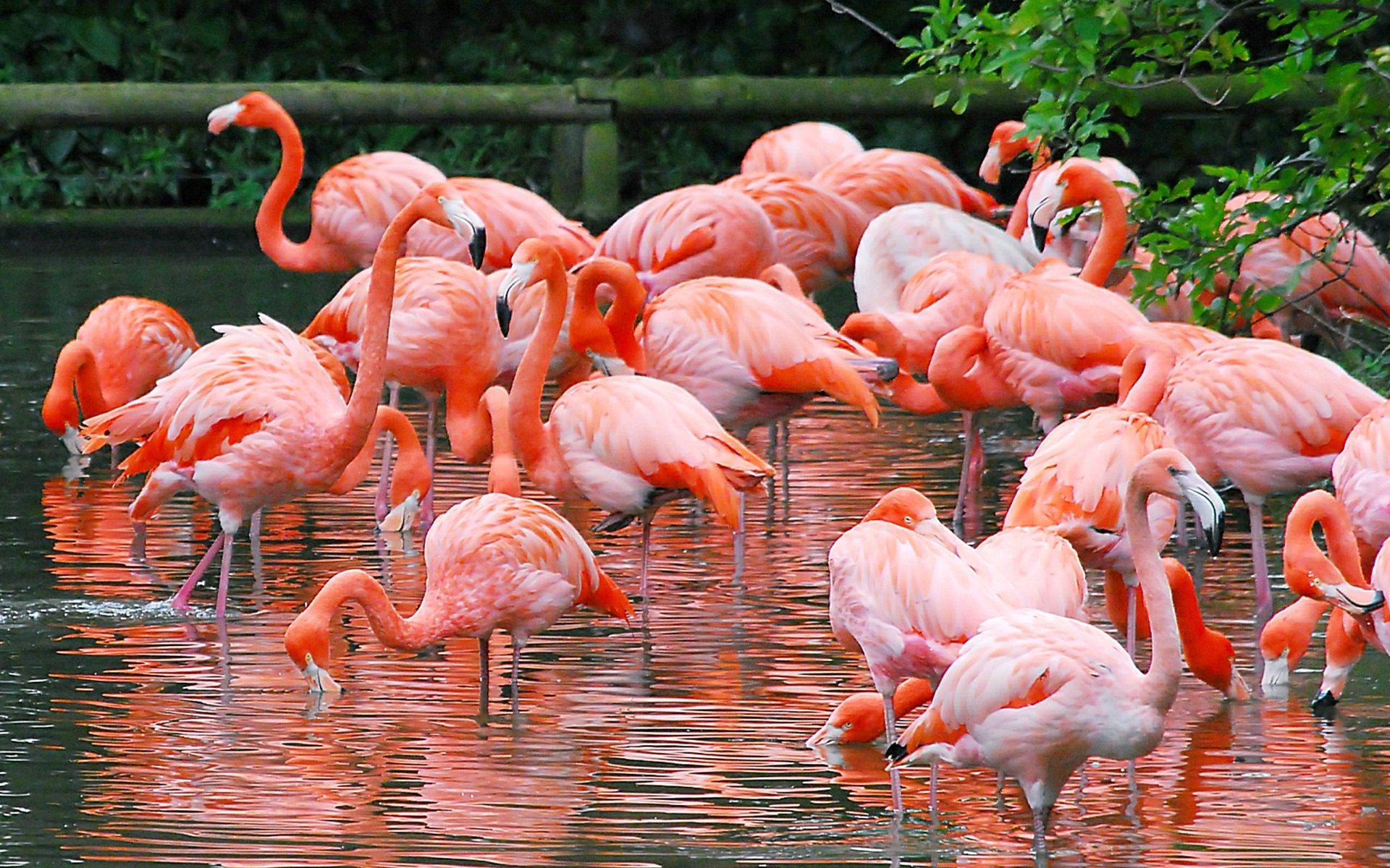 Flamingo HD Background