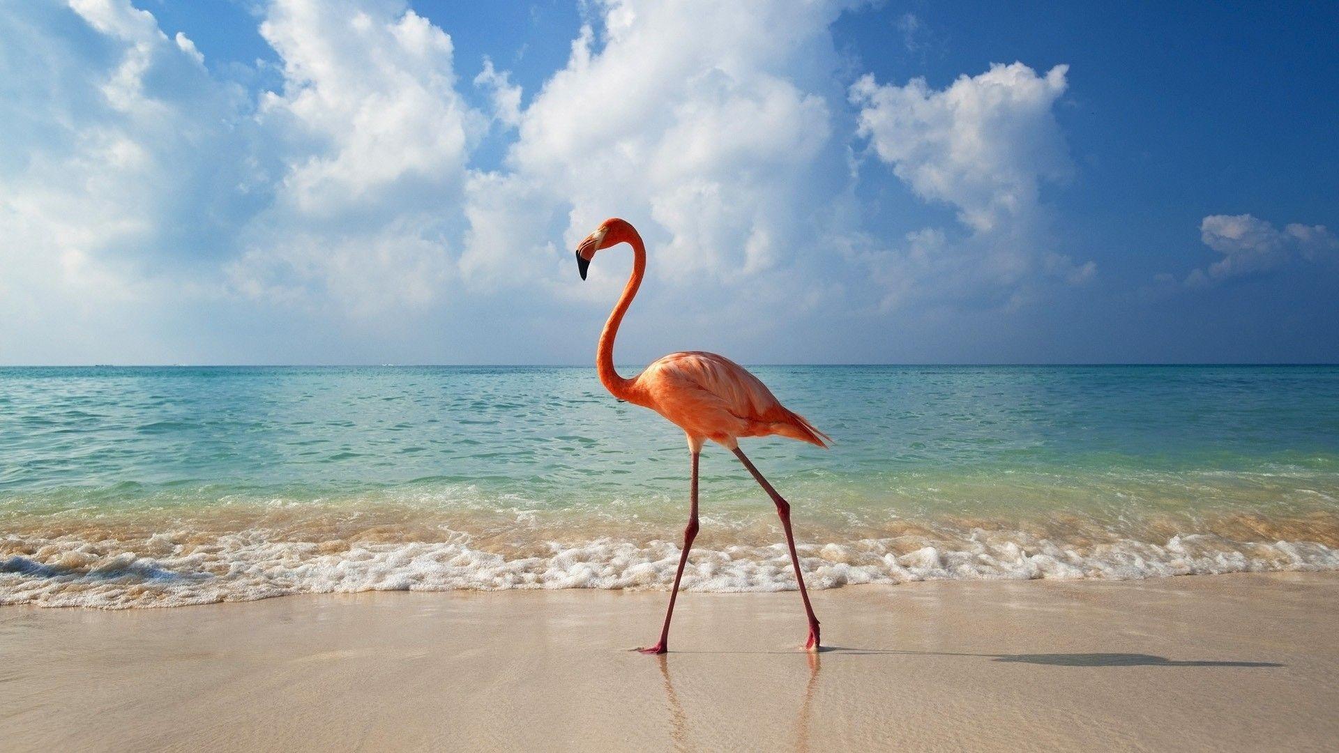 Flamingo Wallpaper background picture