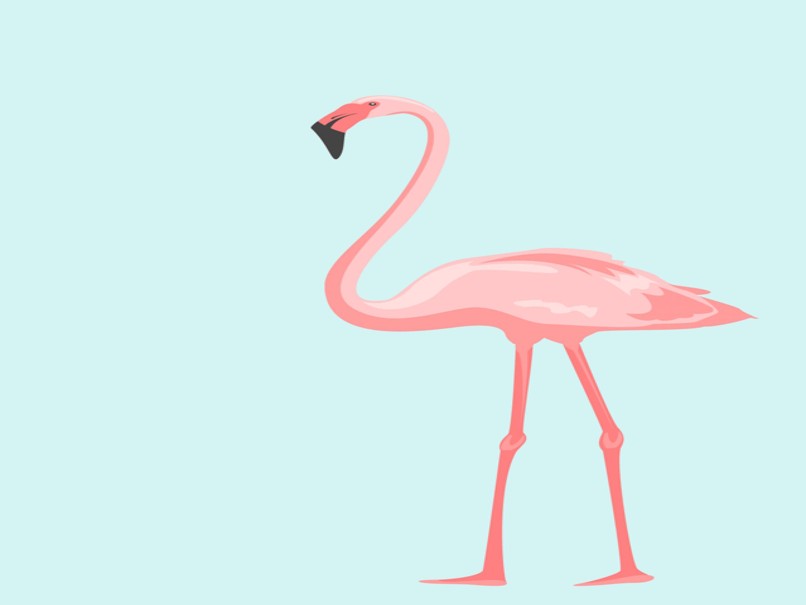 Flamingo Wallpaper PC #W1FYTZH