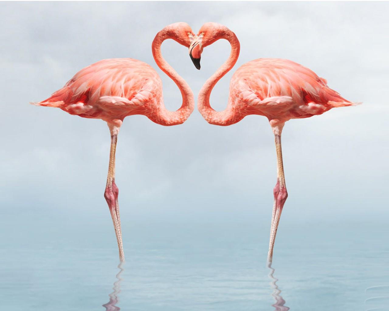 Flamingo Full HD Wallpaper 1080p, Wallpaper13.com