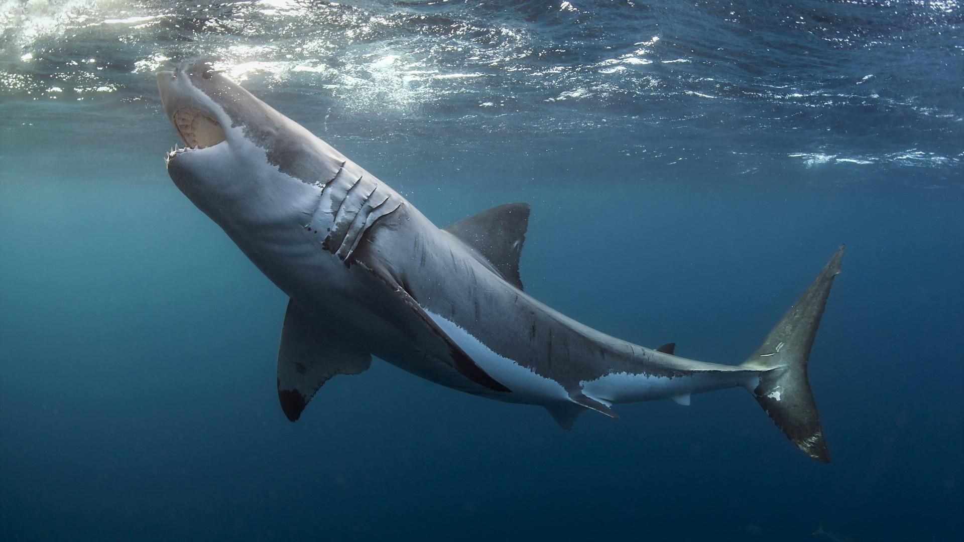 animals, #Great White Shark, #underwater, #shark, wallpaper