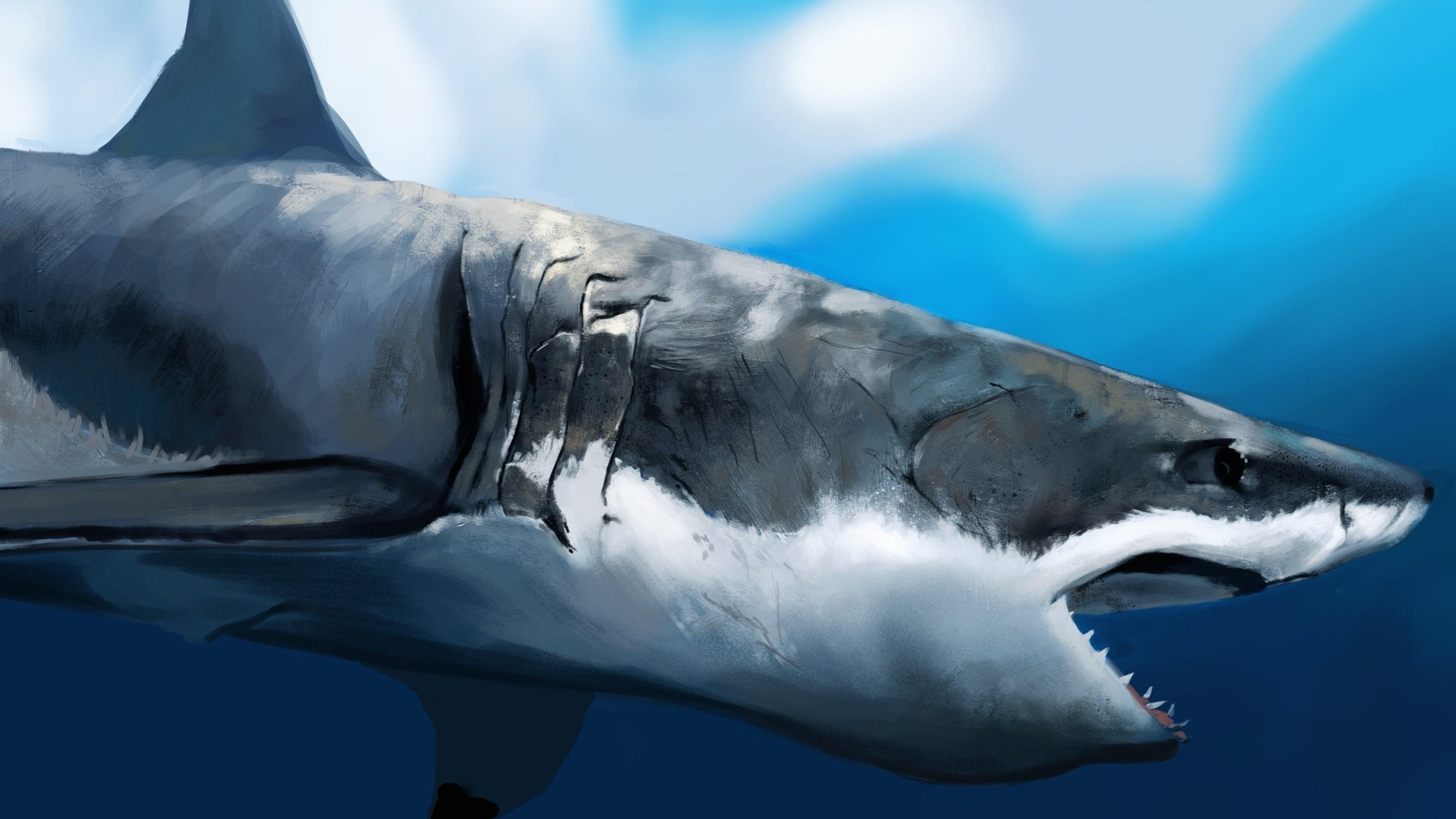 Great White Shark Art 4K UltraHD Wallpaper. Wallpaper