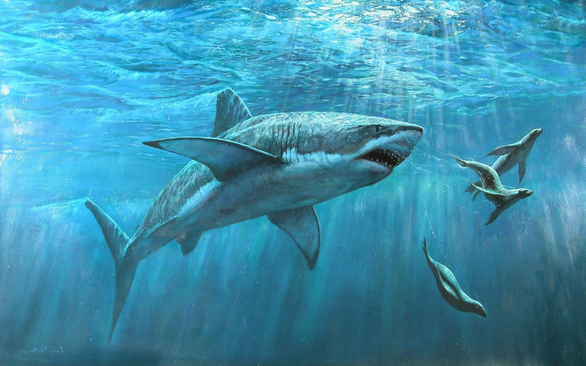 Great White Shark Desktop Wallpaper 10701