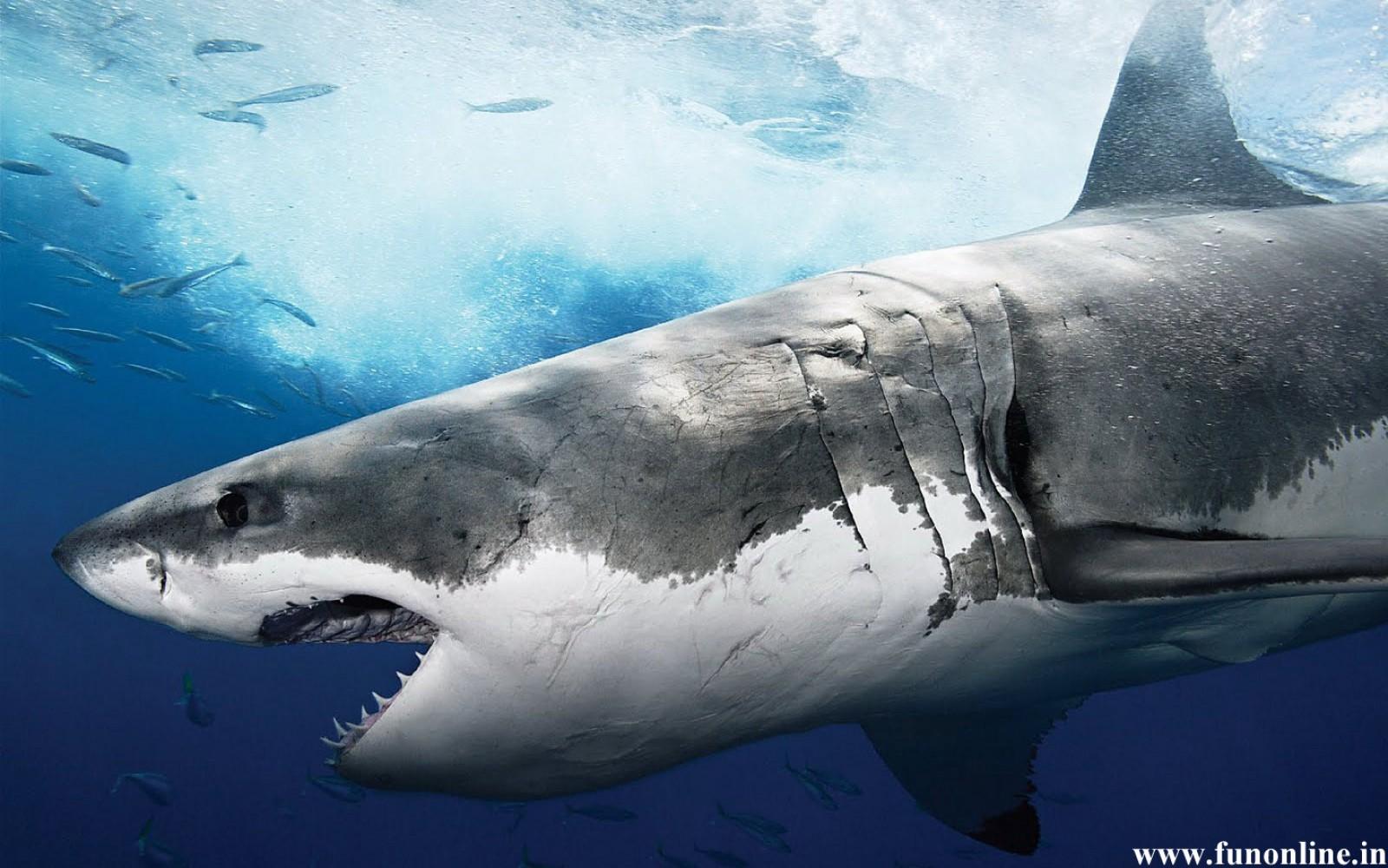 Amazing Trending Wallpaper: Shark Wallpaper, Download Free Deadly