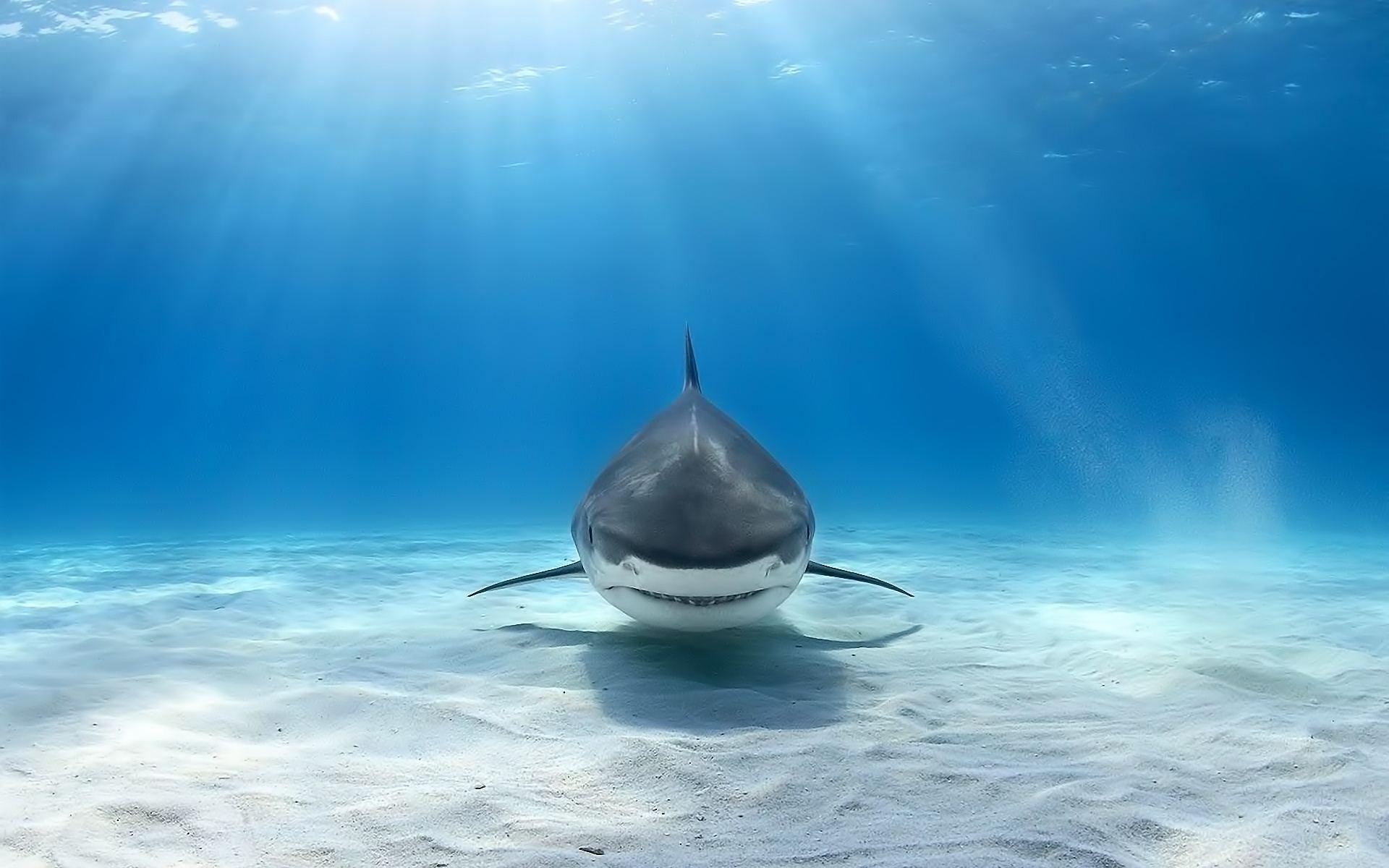 great white shark wallpaper HD Background