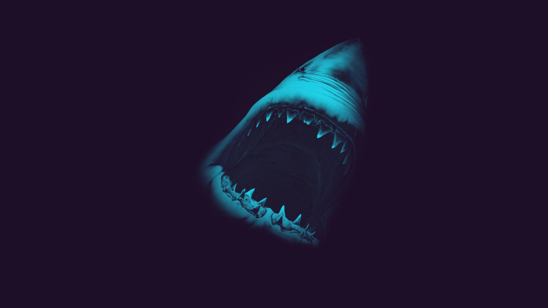 great white shark wallpaper and background