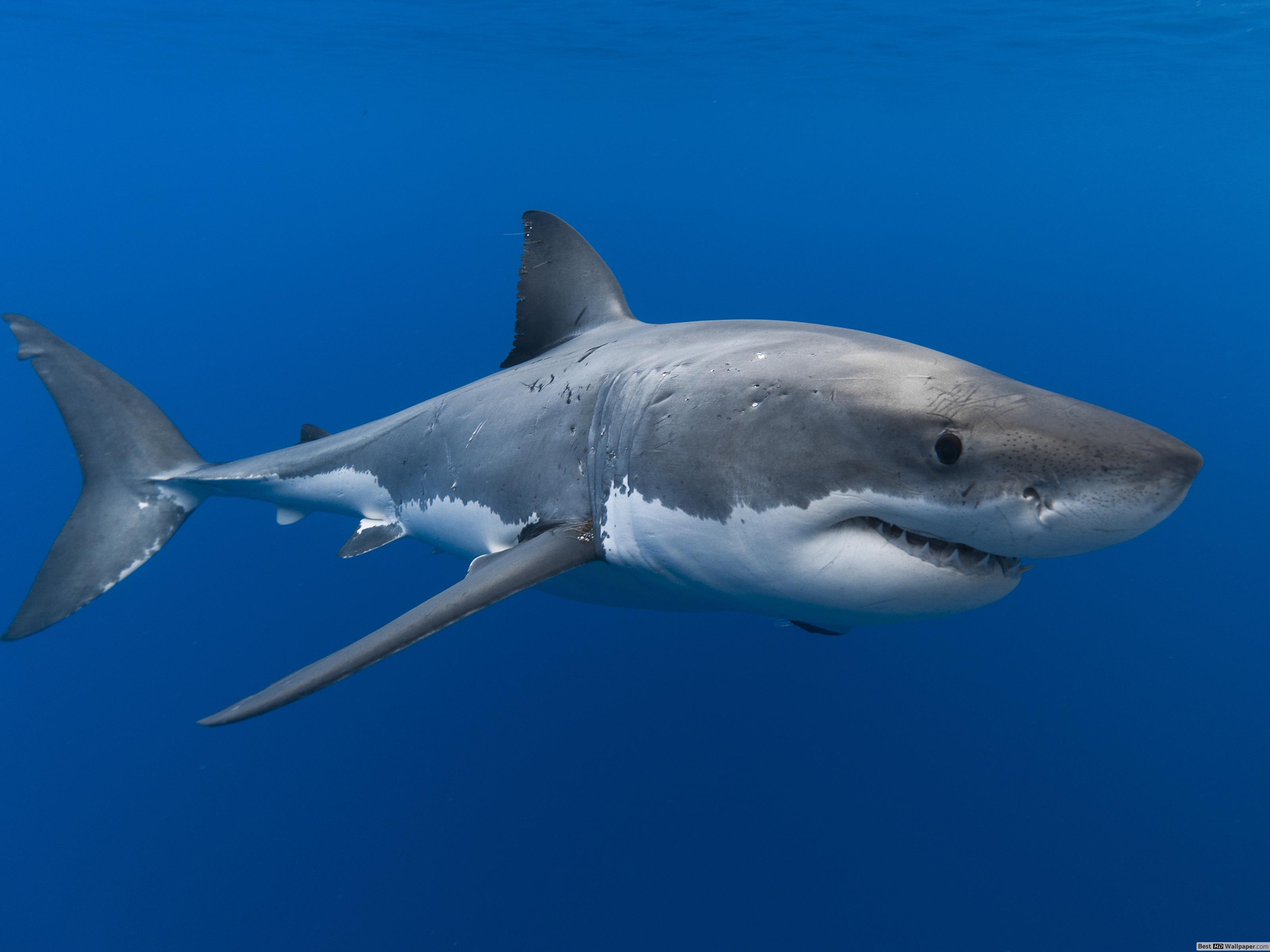 Great White Shark Wallpaper Group , Download for free