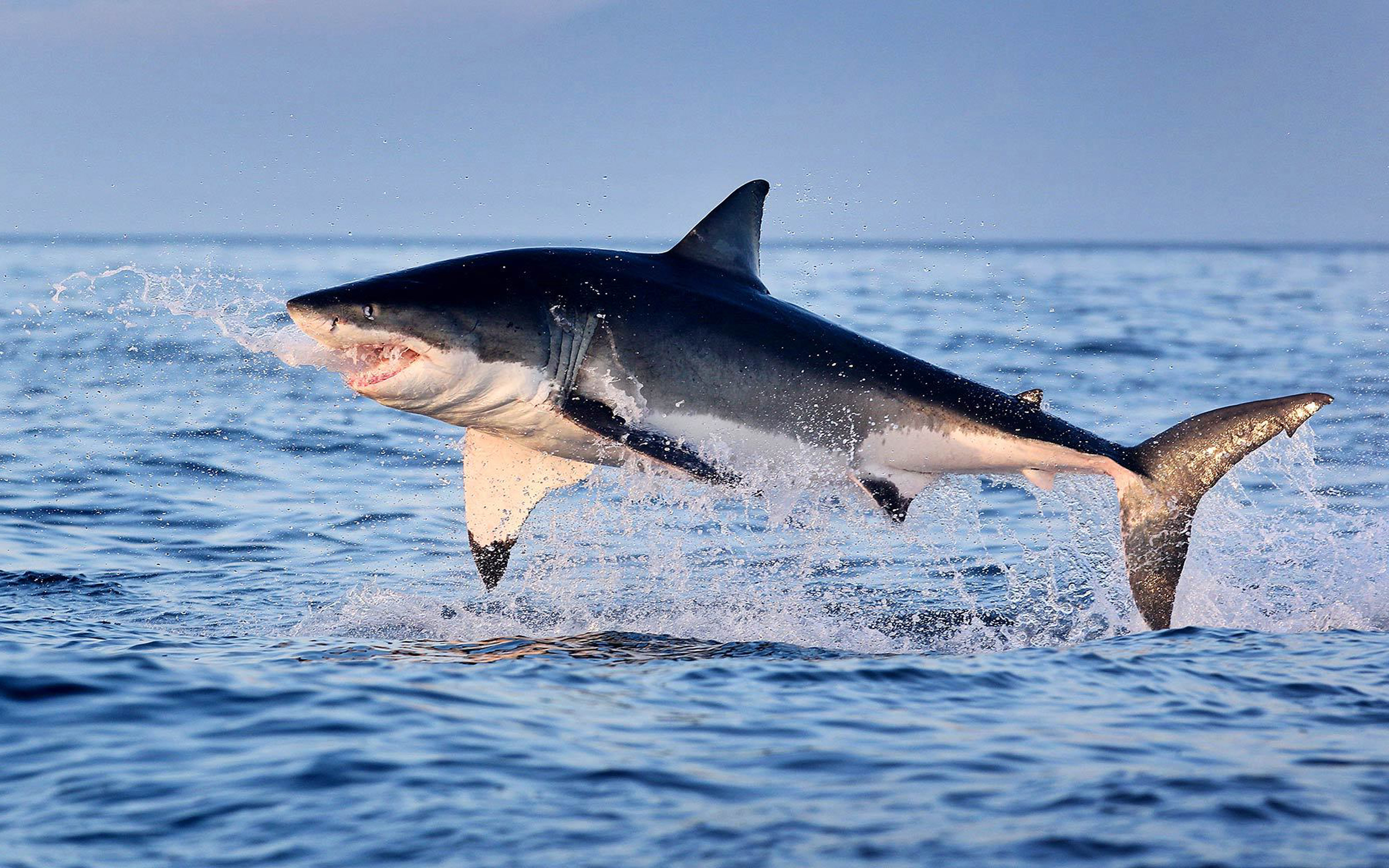 Great White Shark Jumping Out Of Water HD Wallpaper, Wallpaper13.com