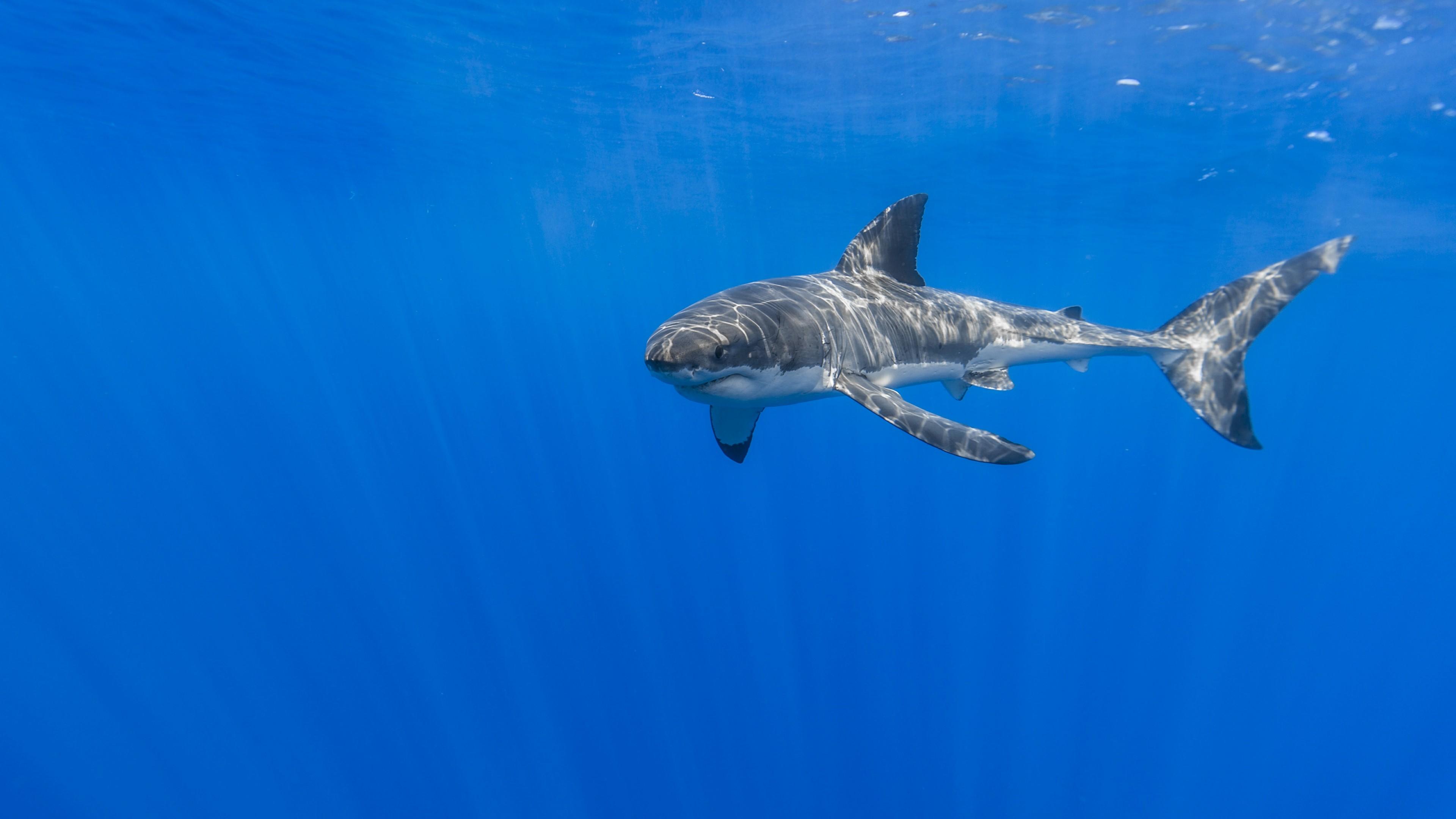 Great White Shark Wallpapers Wallpaper Cave