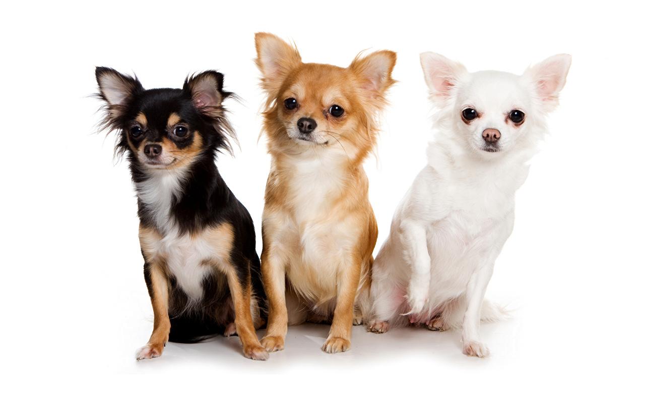Wallpaper Chihuahua Dogs Three 3 Animals White background