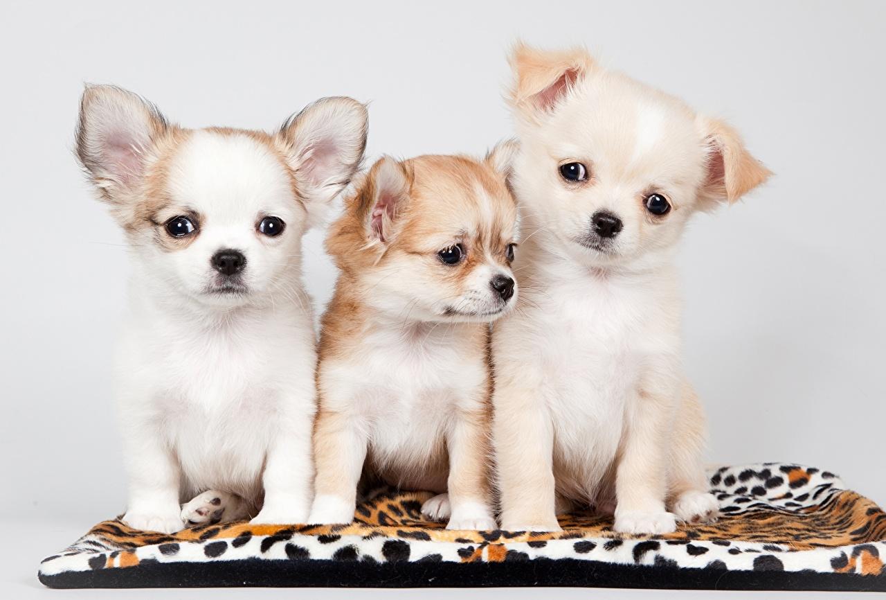 Wallpaper Puppy Chihuahua Dogs Three 3 Animals