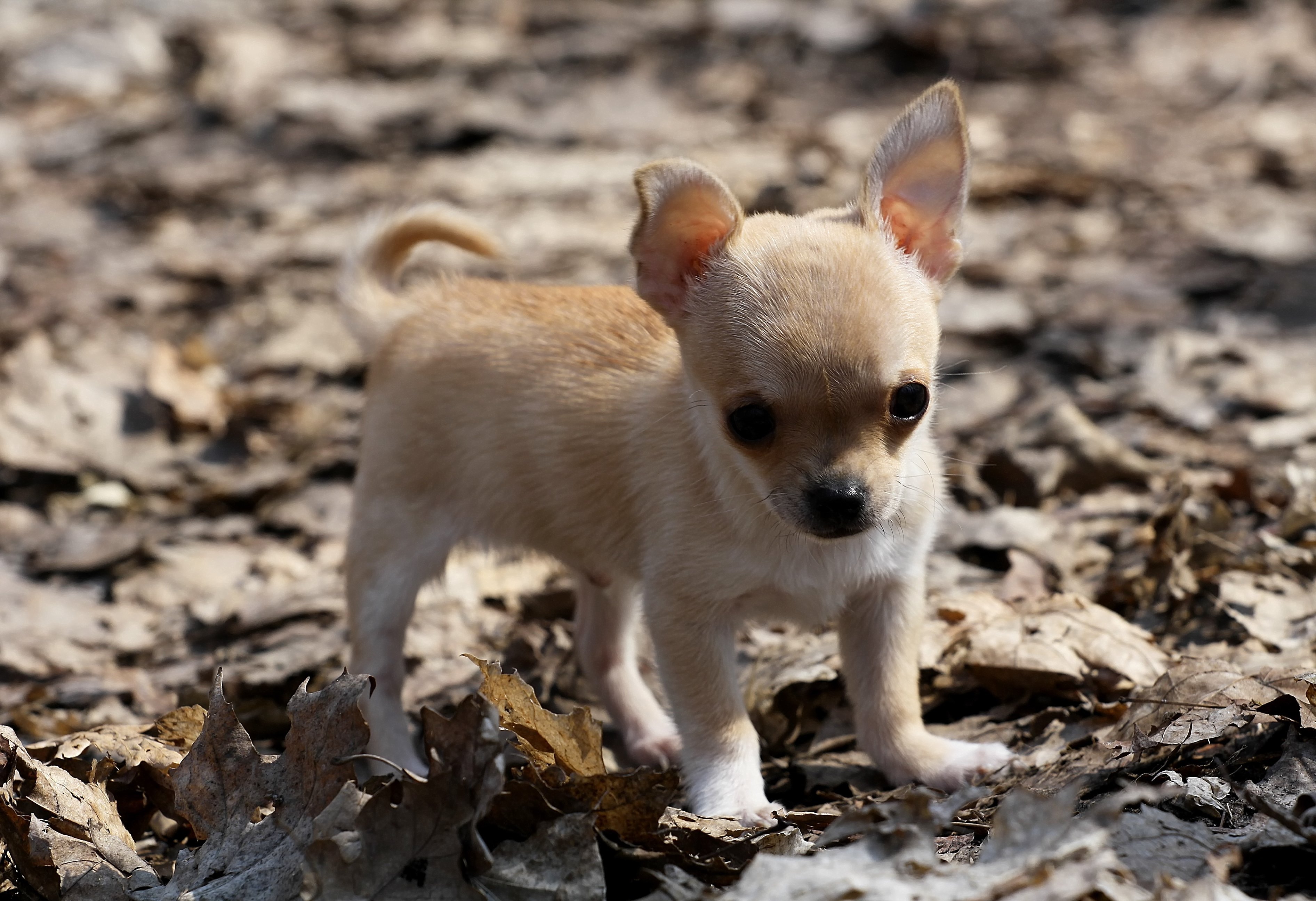 Chihuahua puppy on leaves wallpaper and image