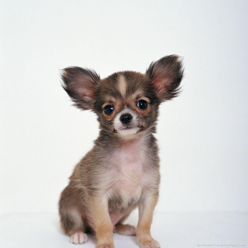 Download Chihuahua Wallpaper For IPad Desktop Background