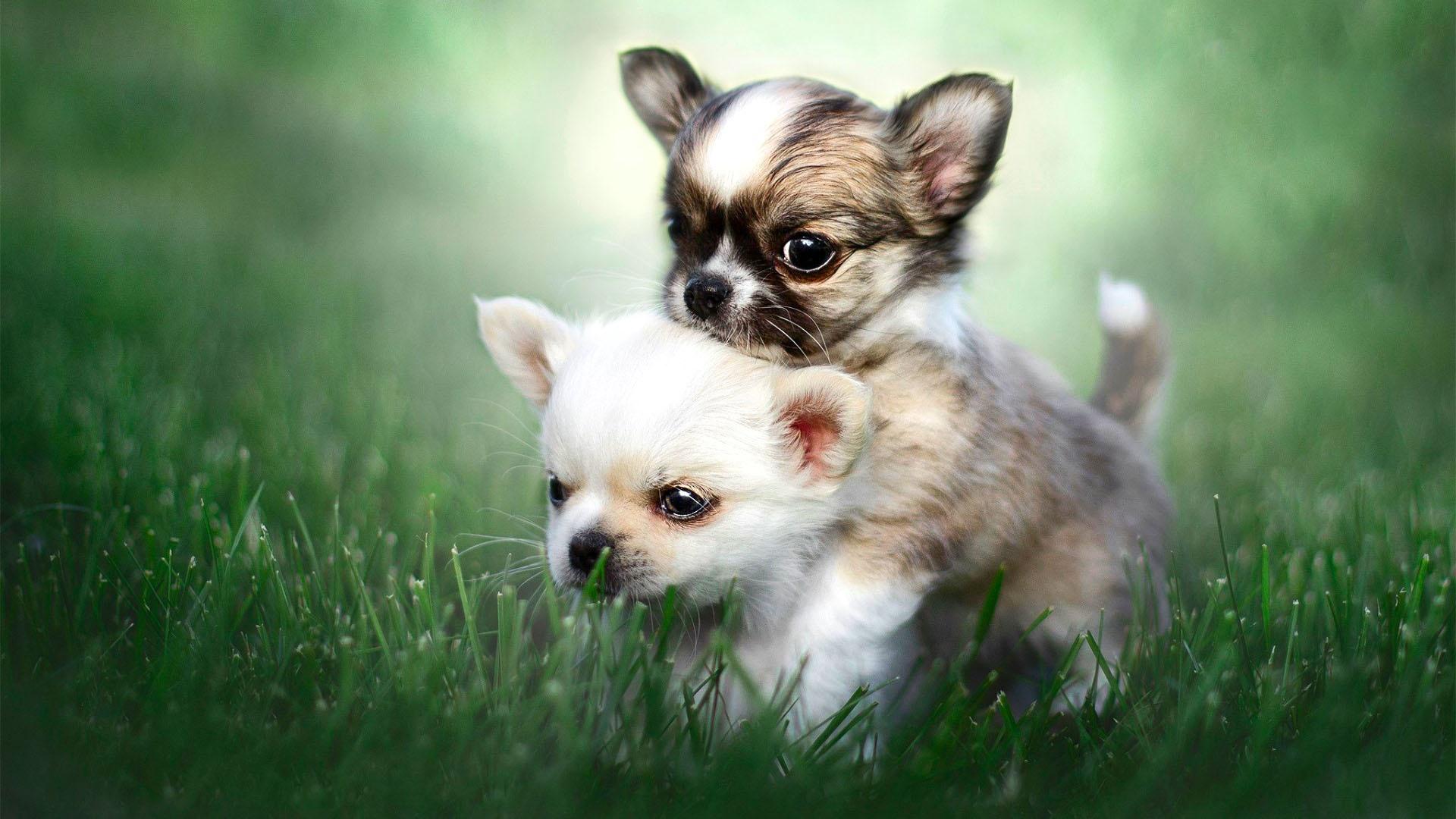 Chihuahua Puppies HD Wallpaper. Wallpaper Studio 10