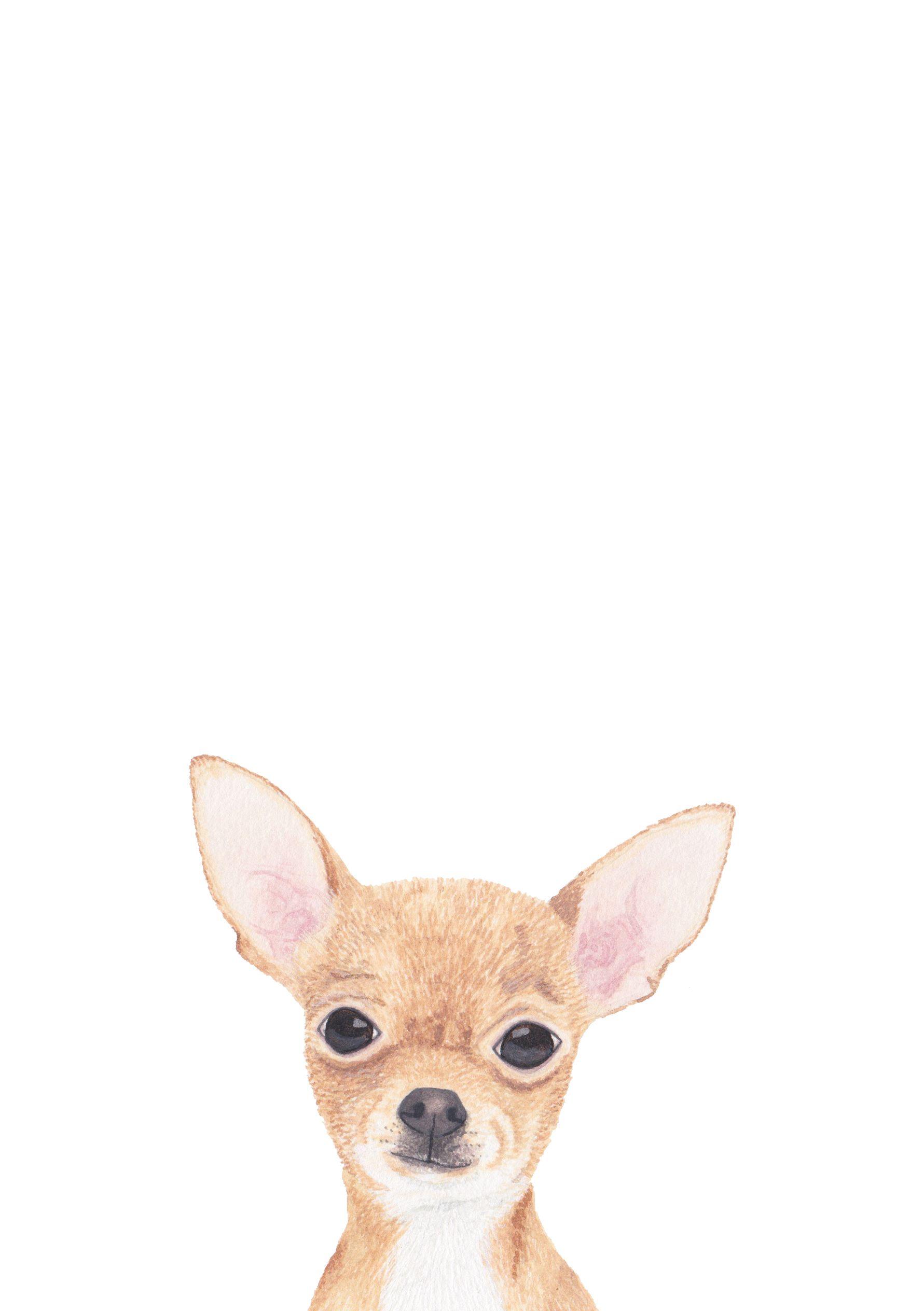 Chihuahua Illustration by Louise Jewell. CHIHUAHUA'S I LUV THEM